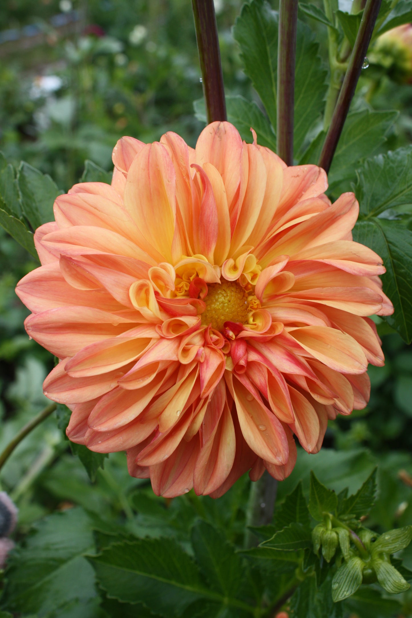 Ferncliff Copper Dahlia Tuber