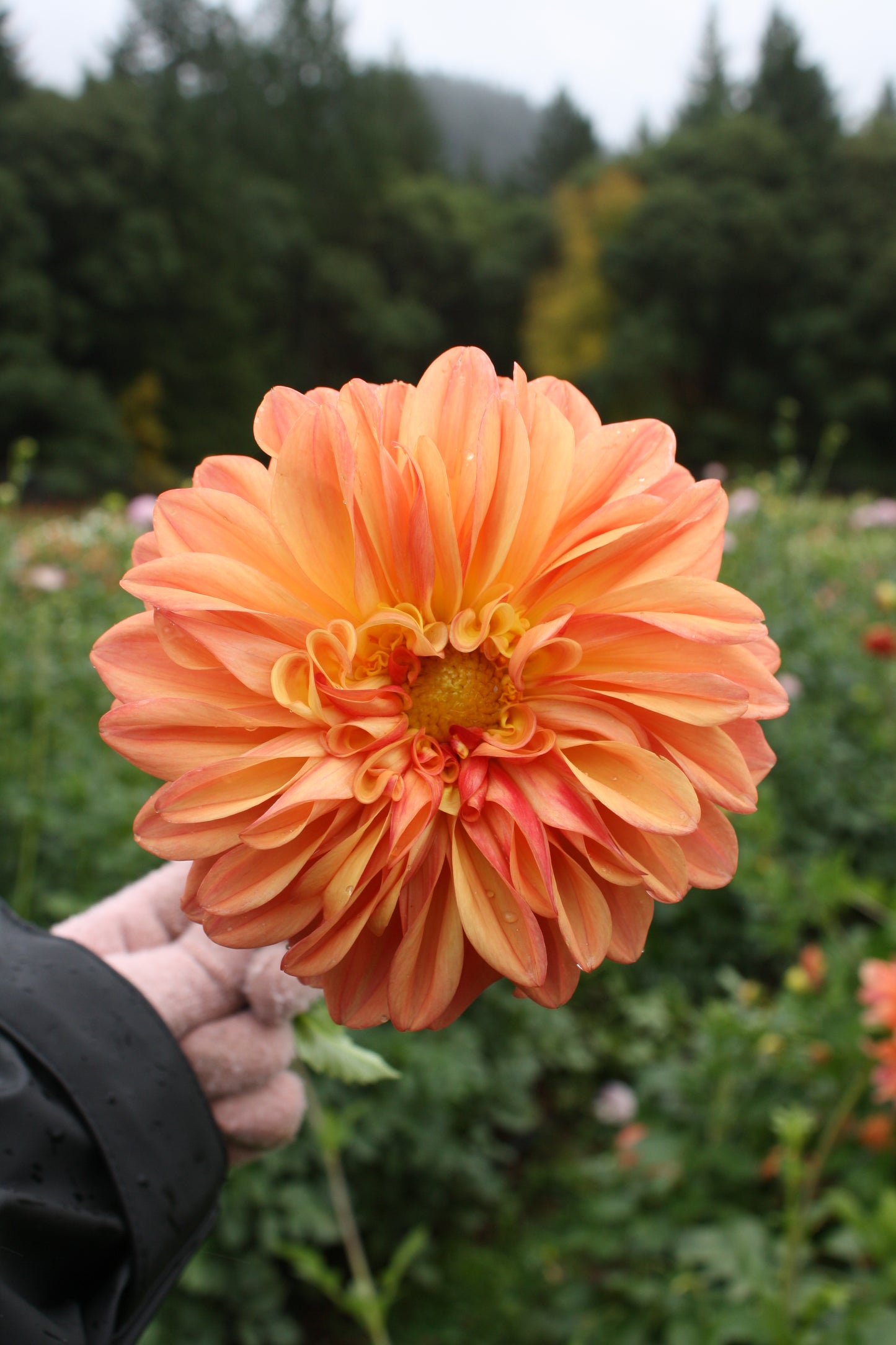 Ferncliff Copper Dahlia Tuber