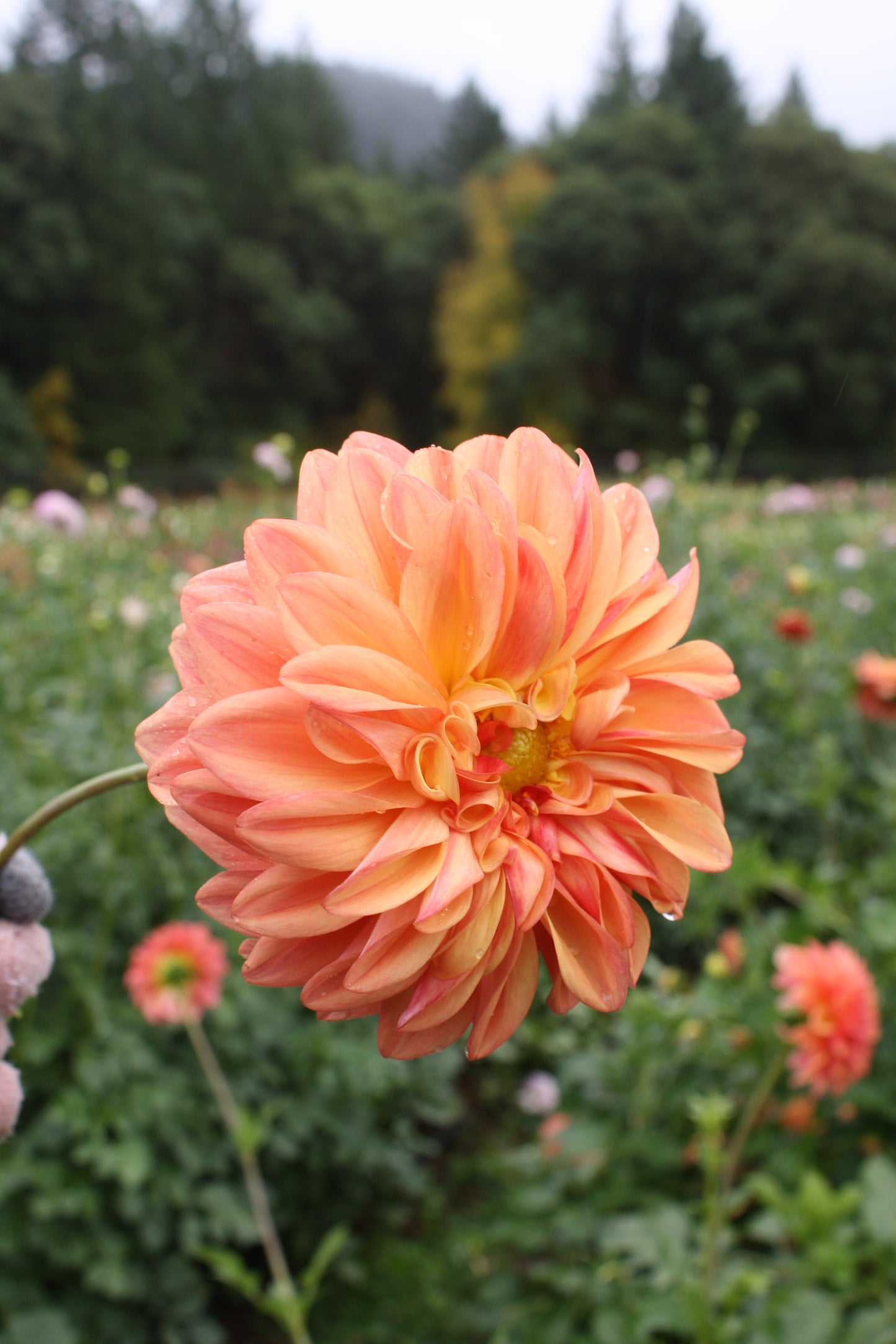 Ferncliff Copper Dahlia Tuber