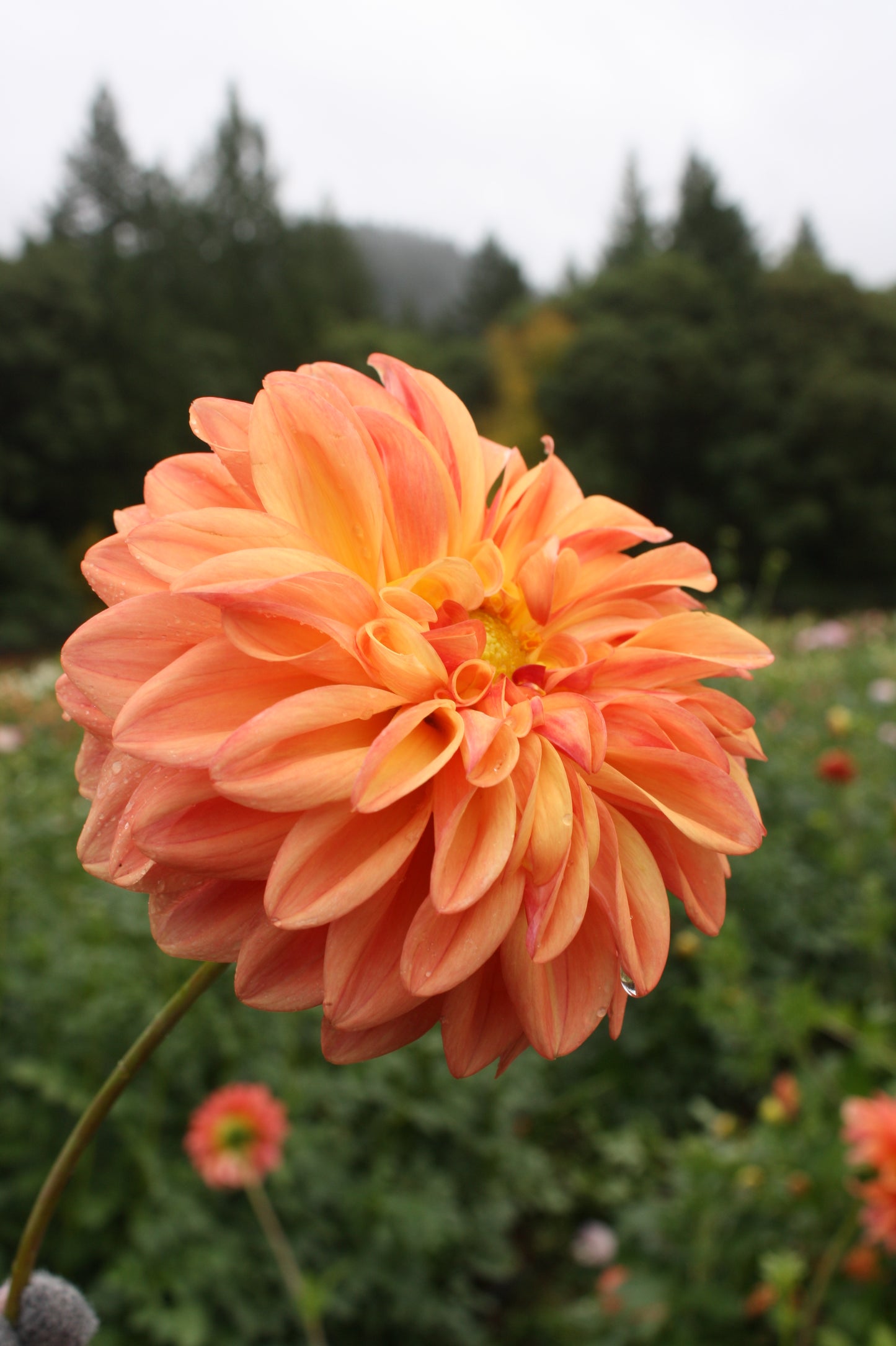Ferncliff Copper Dahlia Tuber