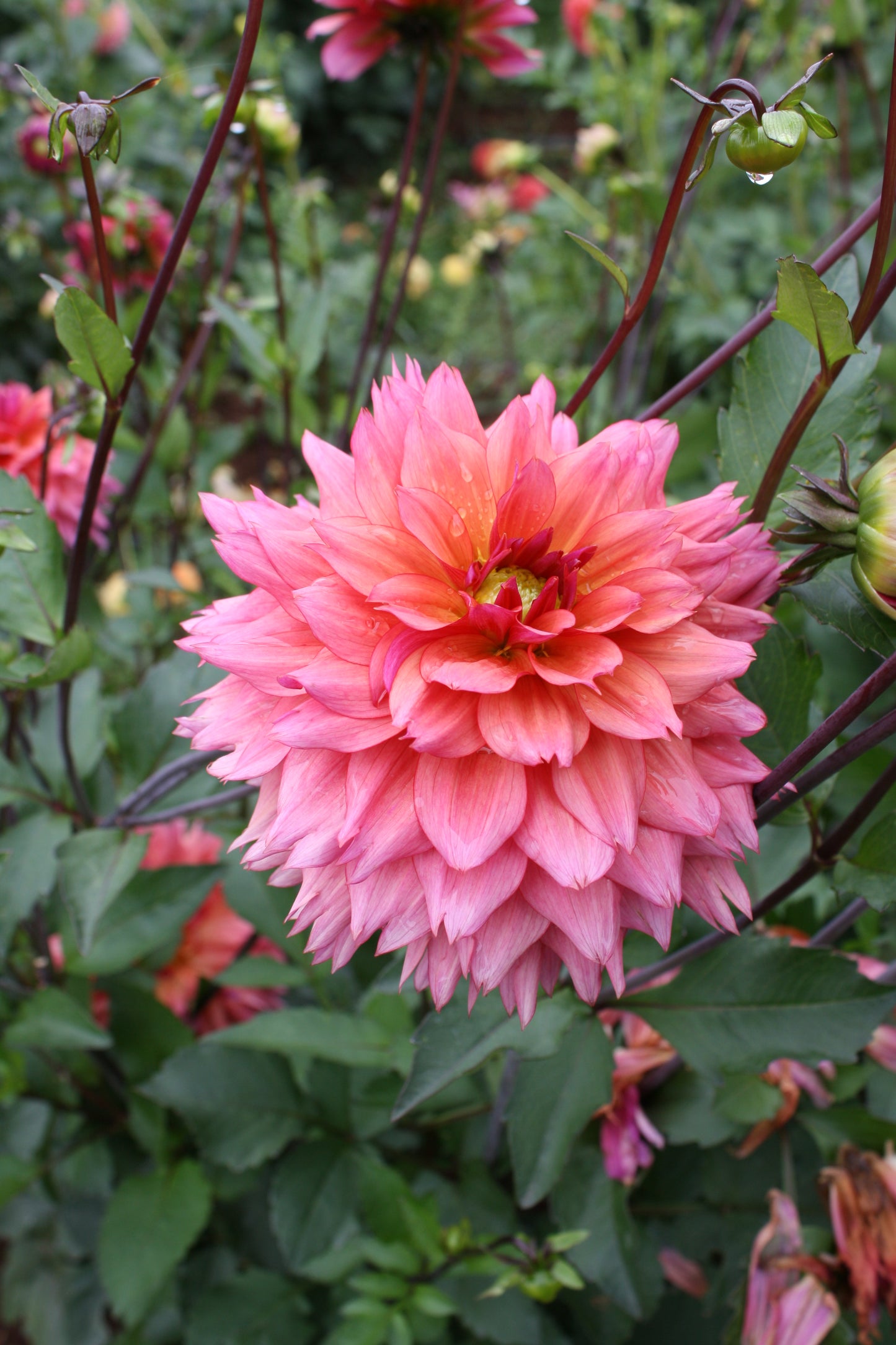 Sonic Bloom Dahlia Tuber