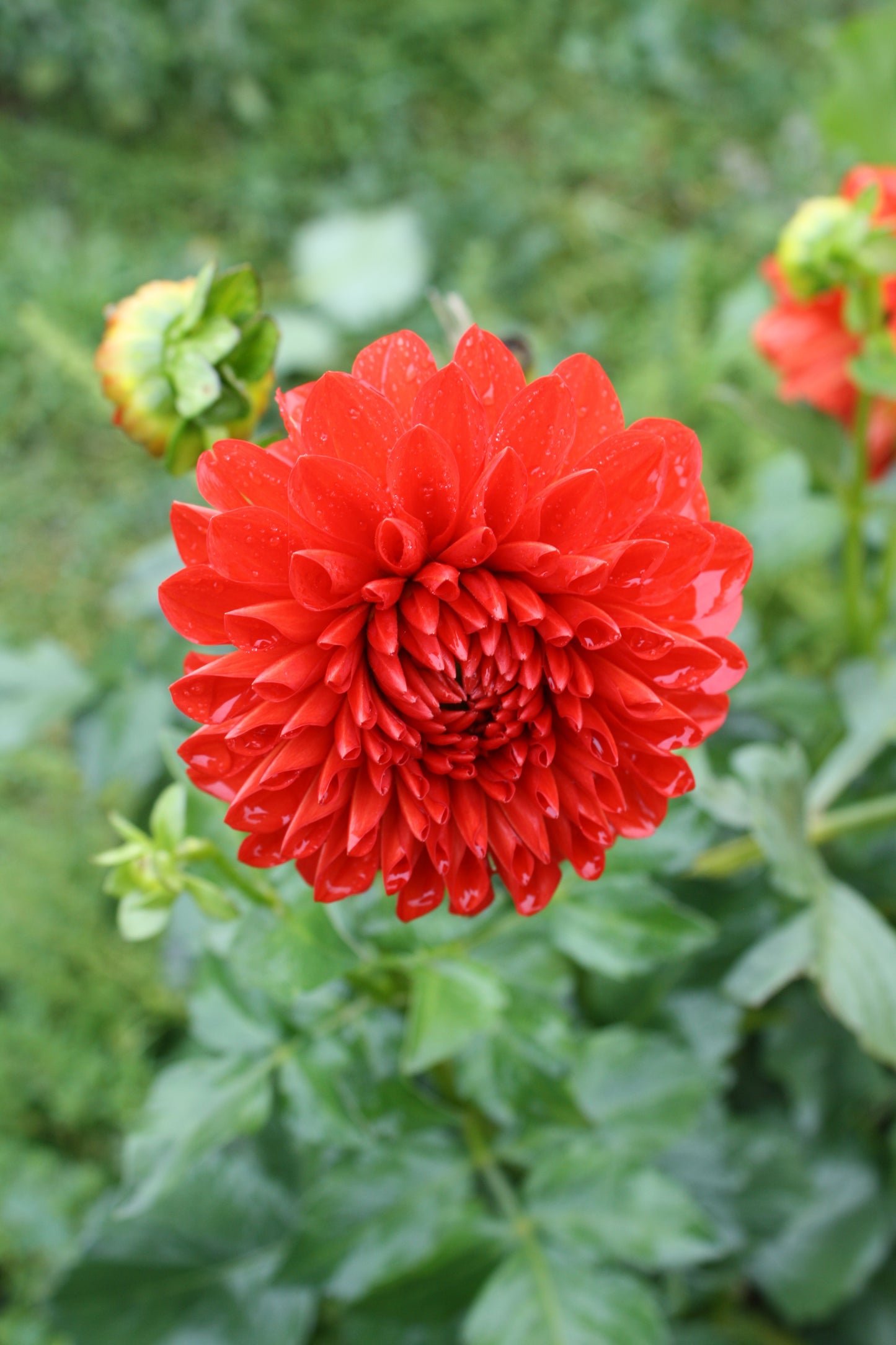 Lollipop Dahlia Tuber