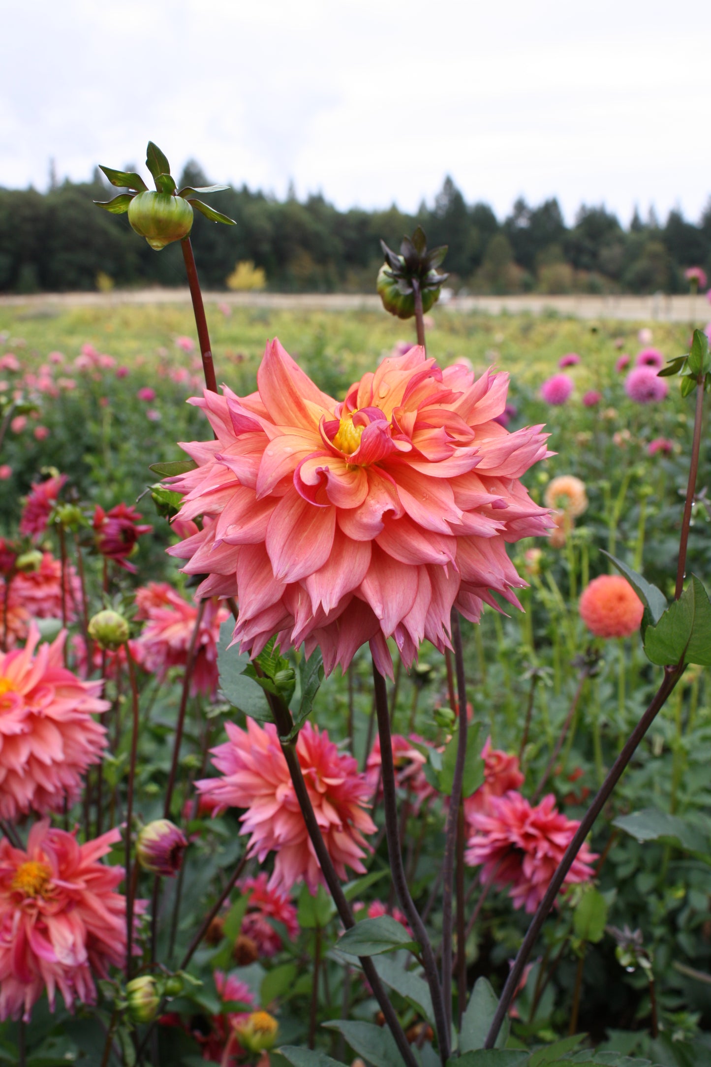 Sonic Bloom Dahlia Tuber