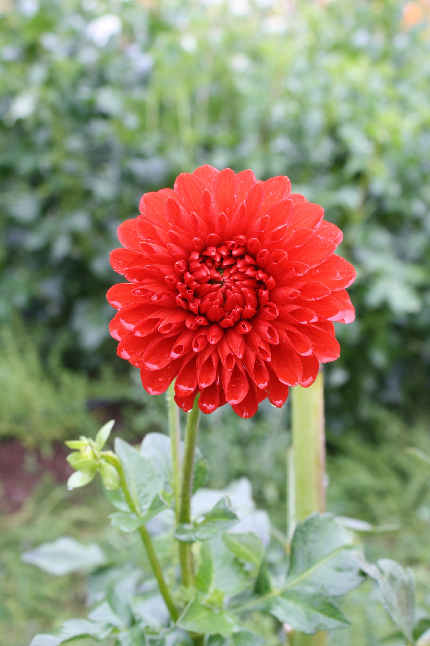 Lollipop Dahlia Tuber