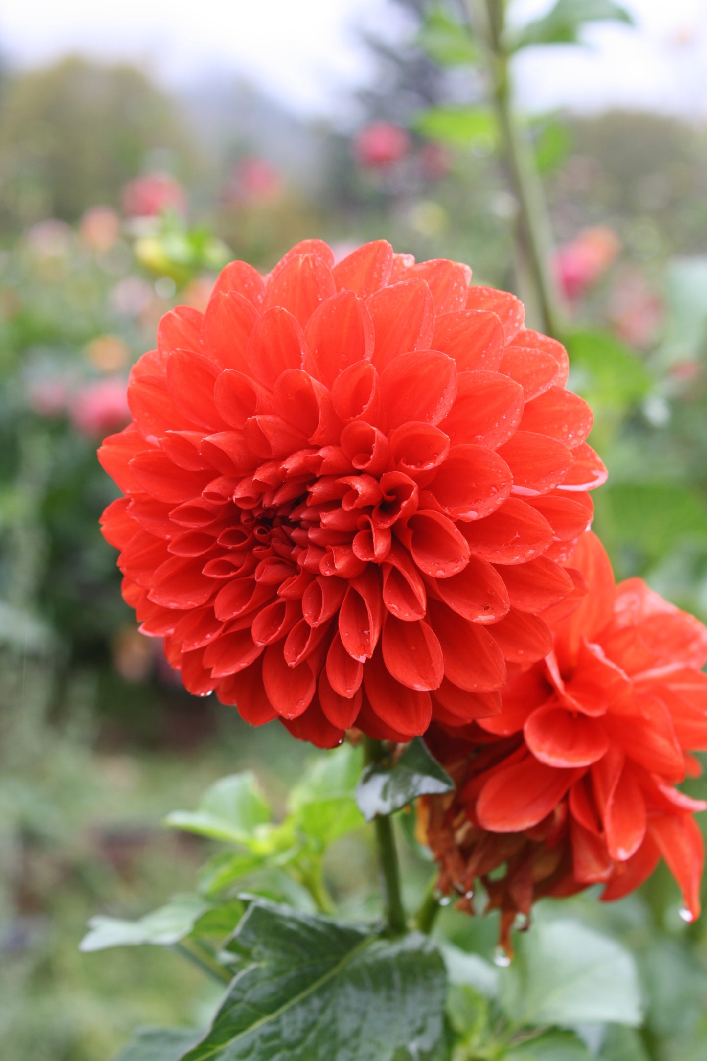 Lollipop Dahlia Tuber