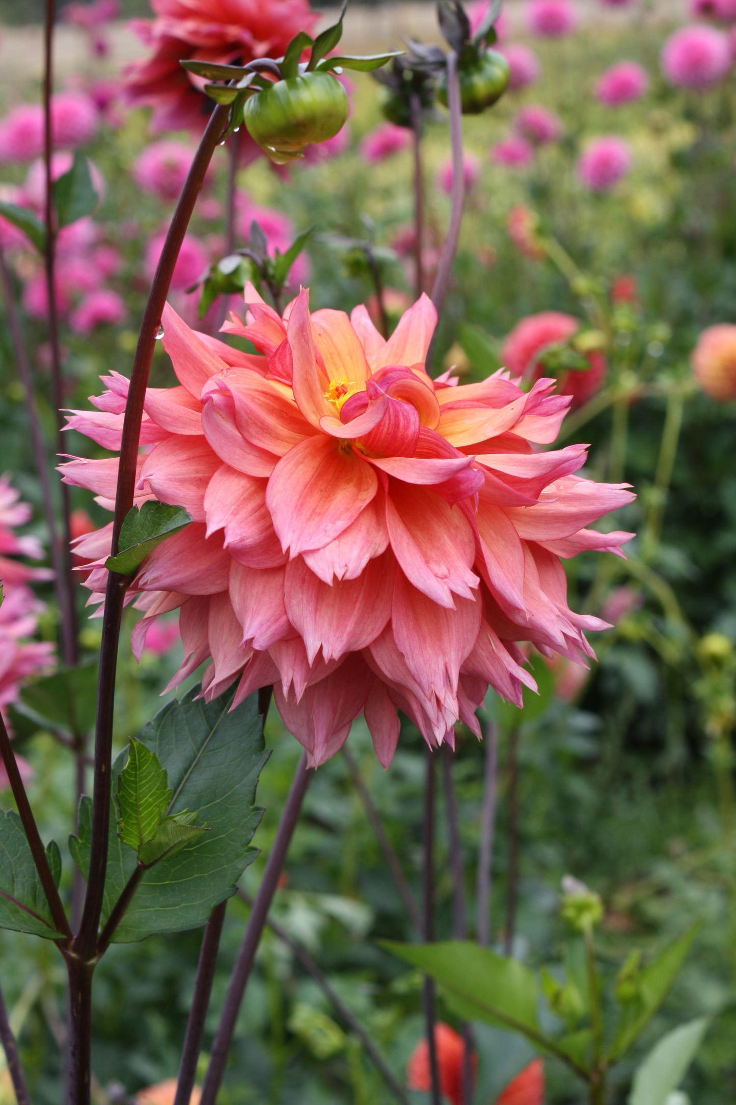 Sonic Bloom Dahlia Tuber