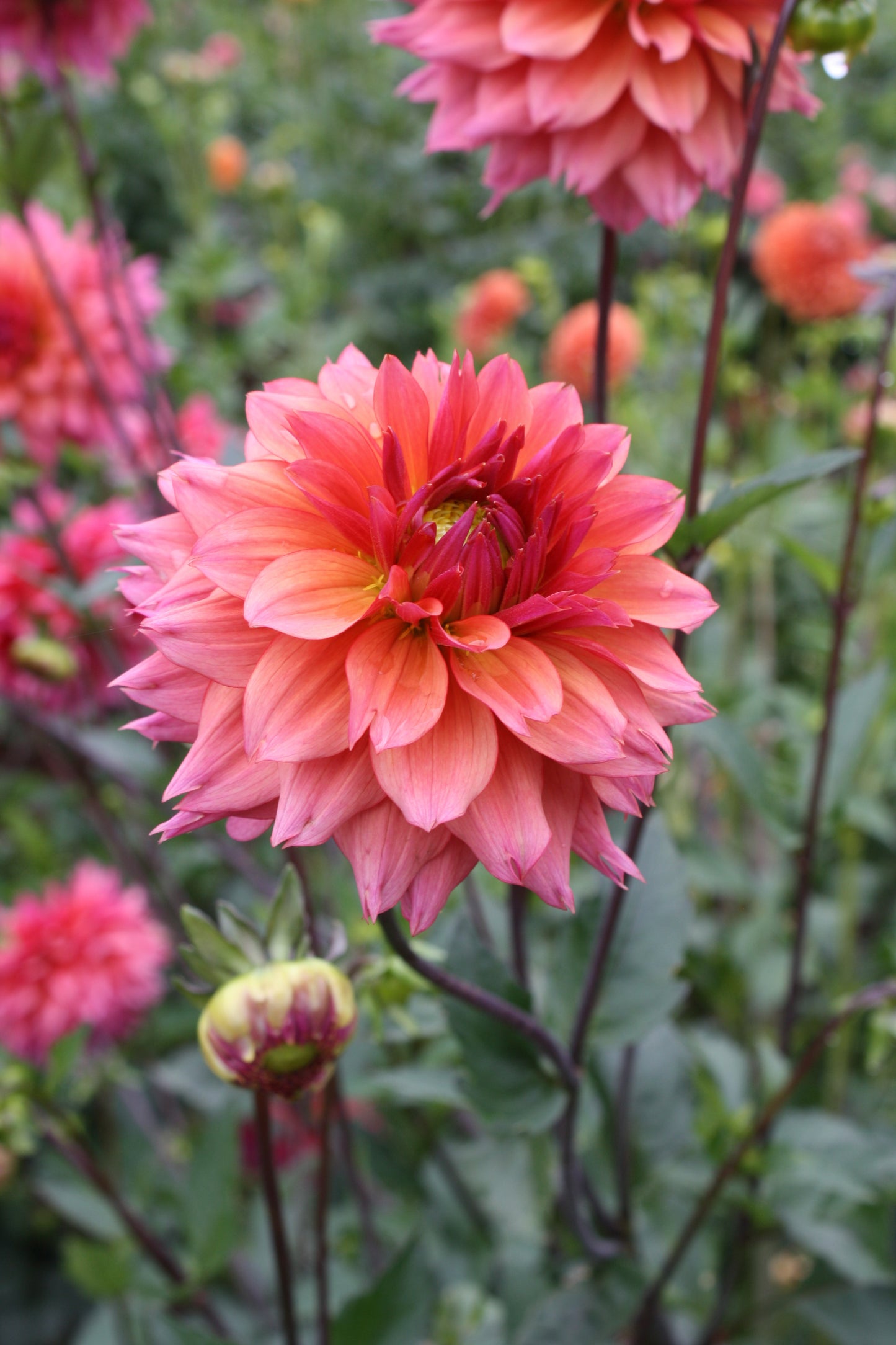 Sonic Bloom Dahlia Tuber