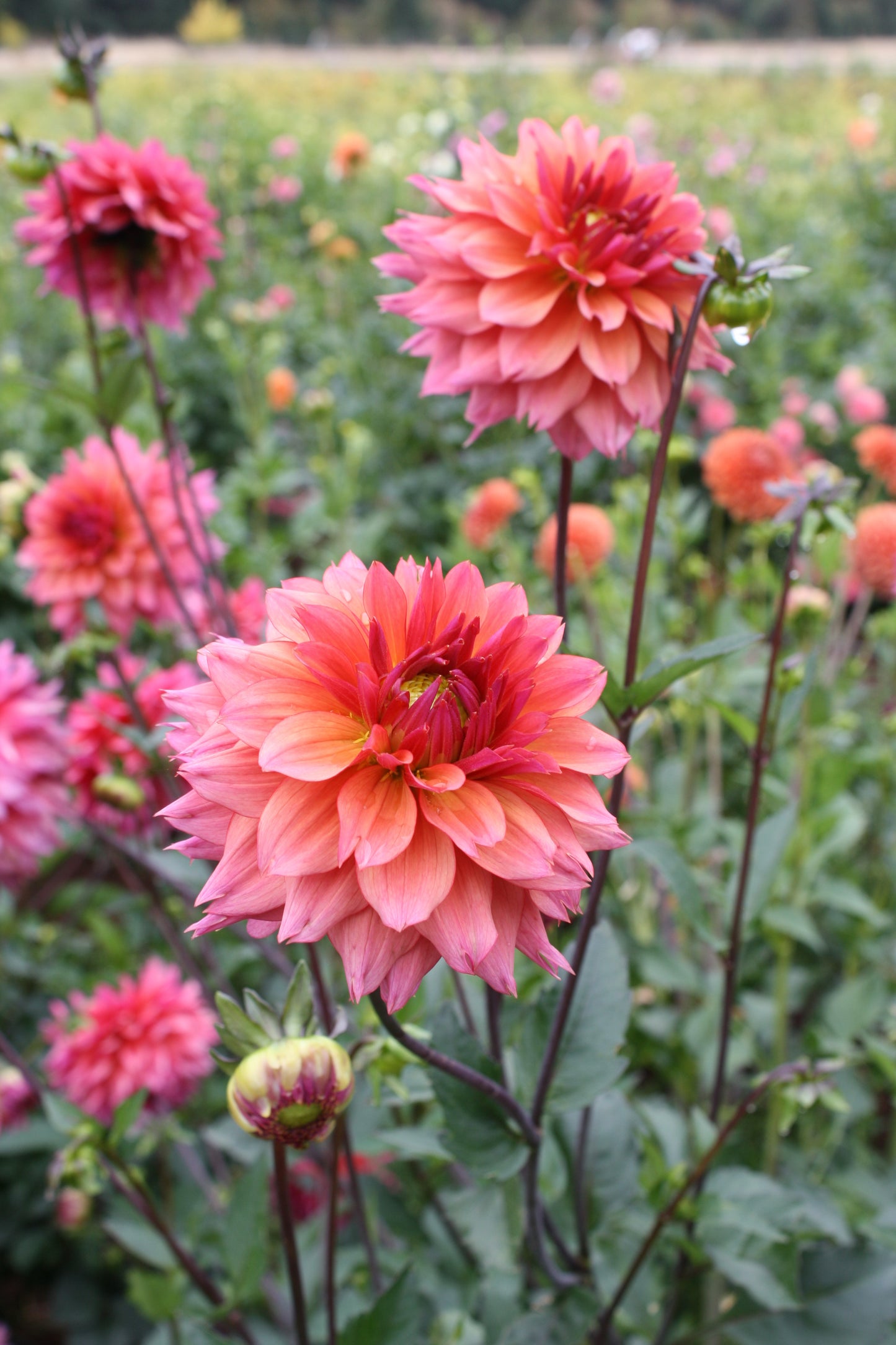 Sonic Bloom Dahlia Tuber