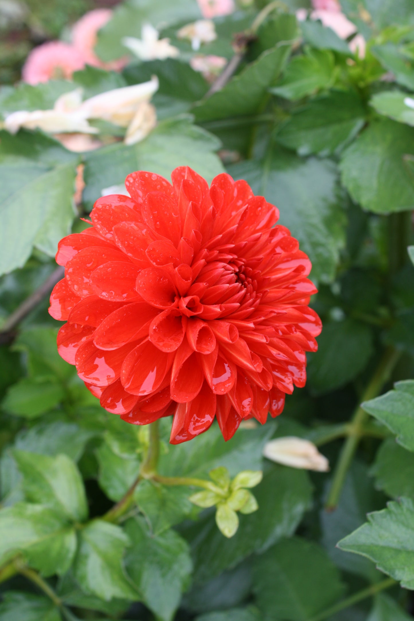 Lollipop Dahlia Tuber