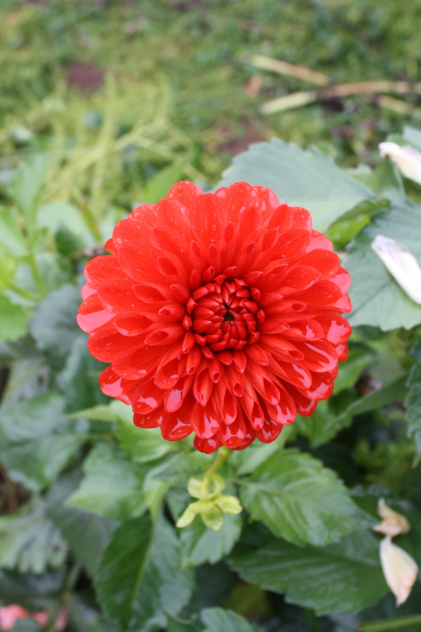 Lollipop Dahlia Tuber