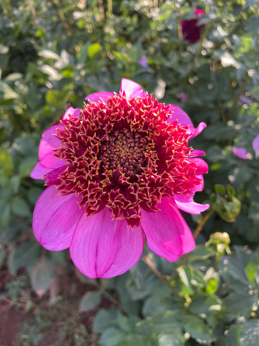 Dad's Favorite Dahlia Tuber