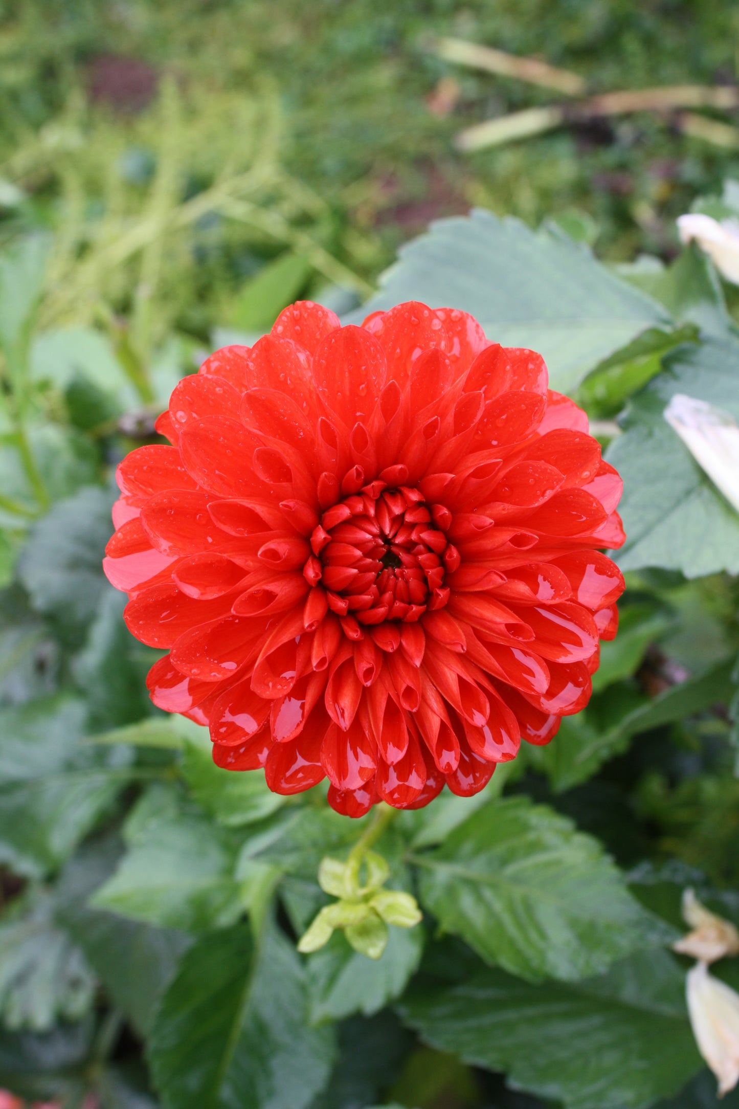 Lollipop Dahlia Tuber