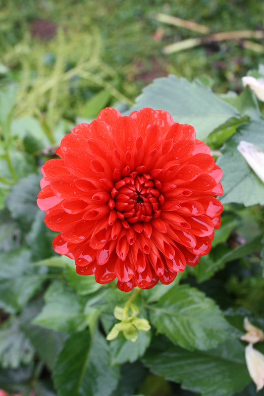 Lollipop Dahlia Tuber