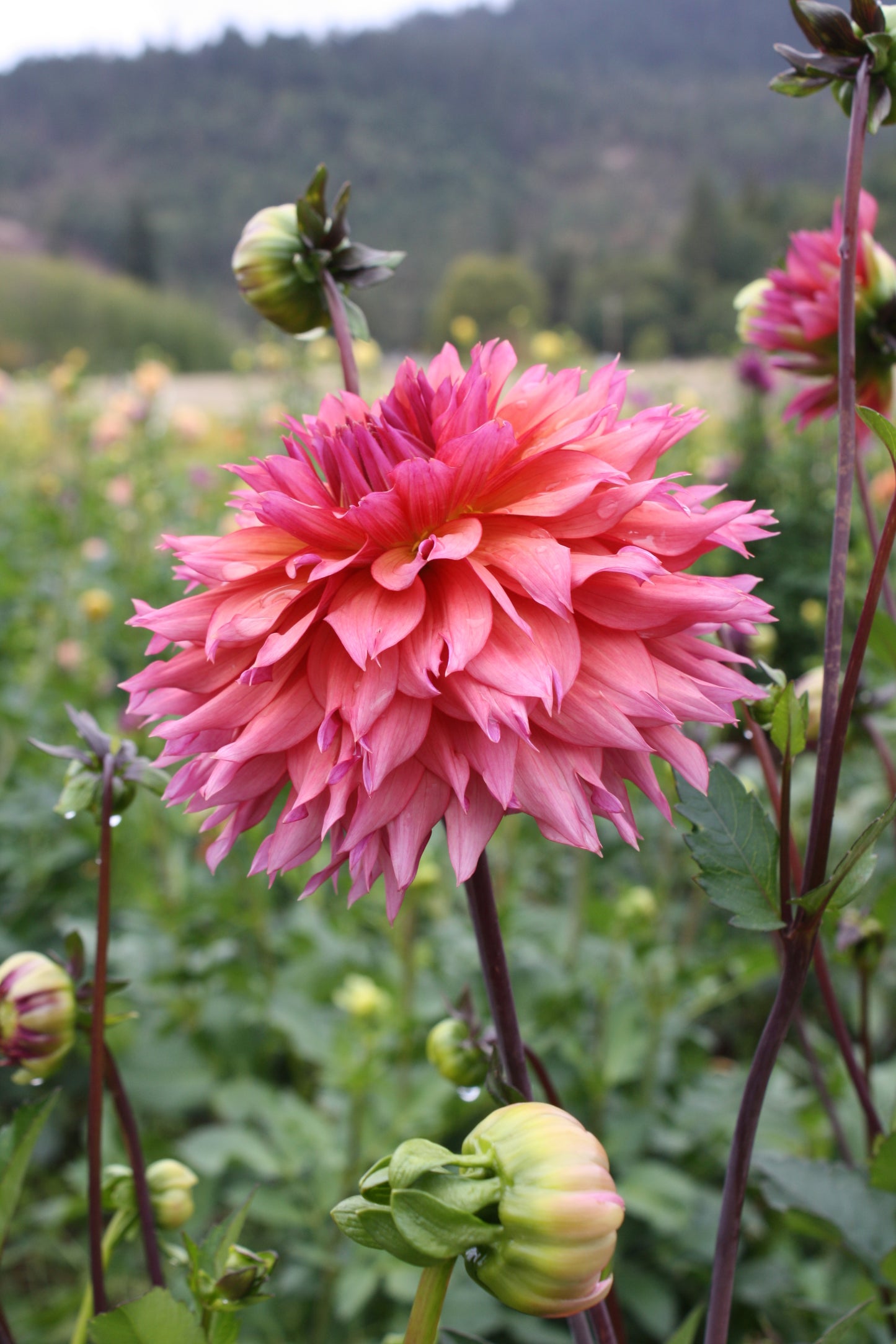 Sonic Bloom Dahlia Tuber