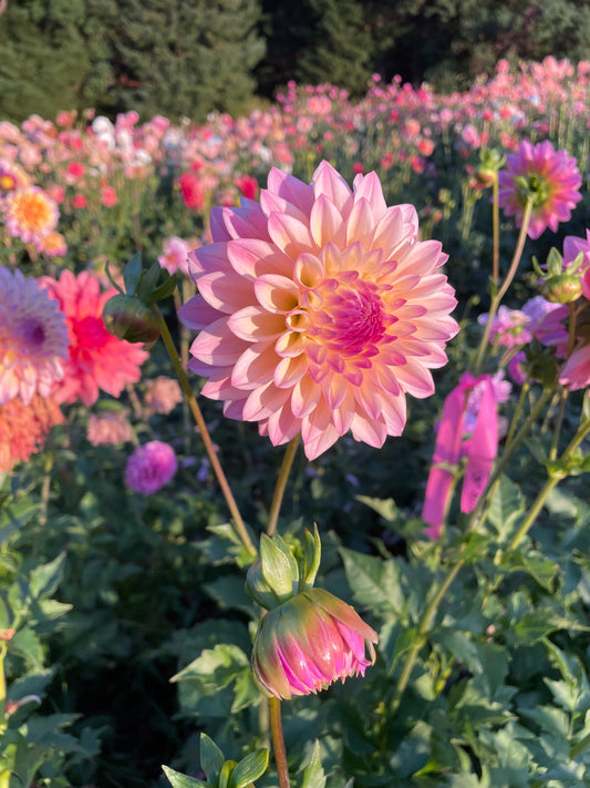 Castle Drive Dahlia Tuber