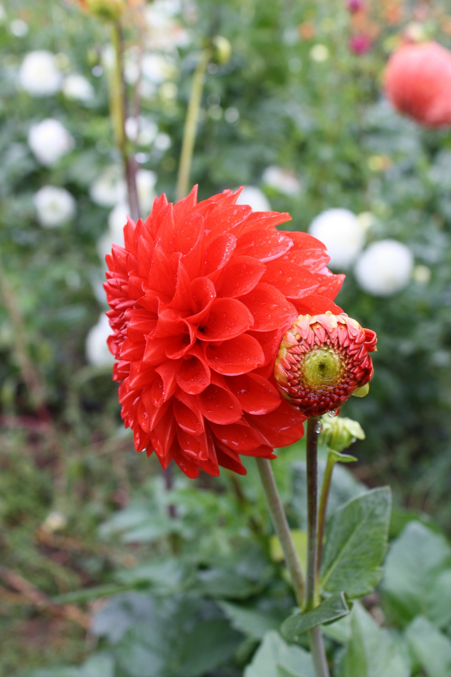 Lollipop Dahlia Tuber