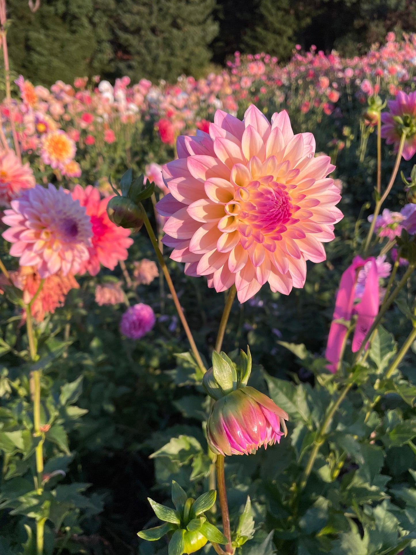 Castle Drive Dahlia Tuber