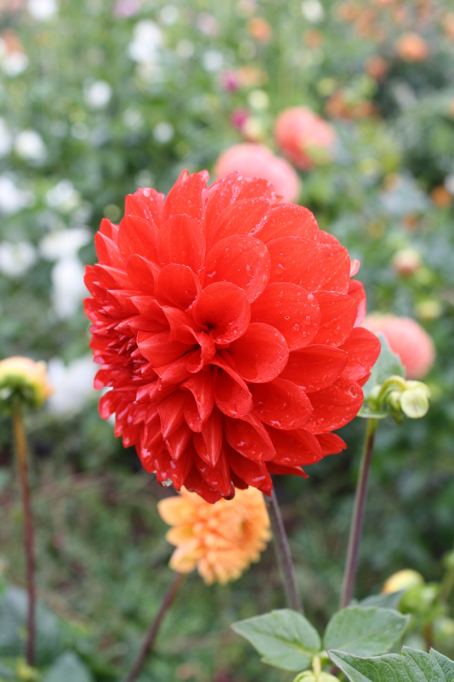 Lollipop Dahlia Tuber