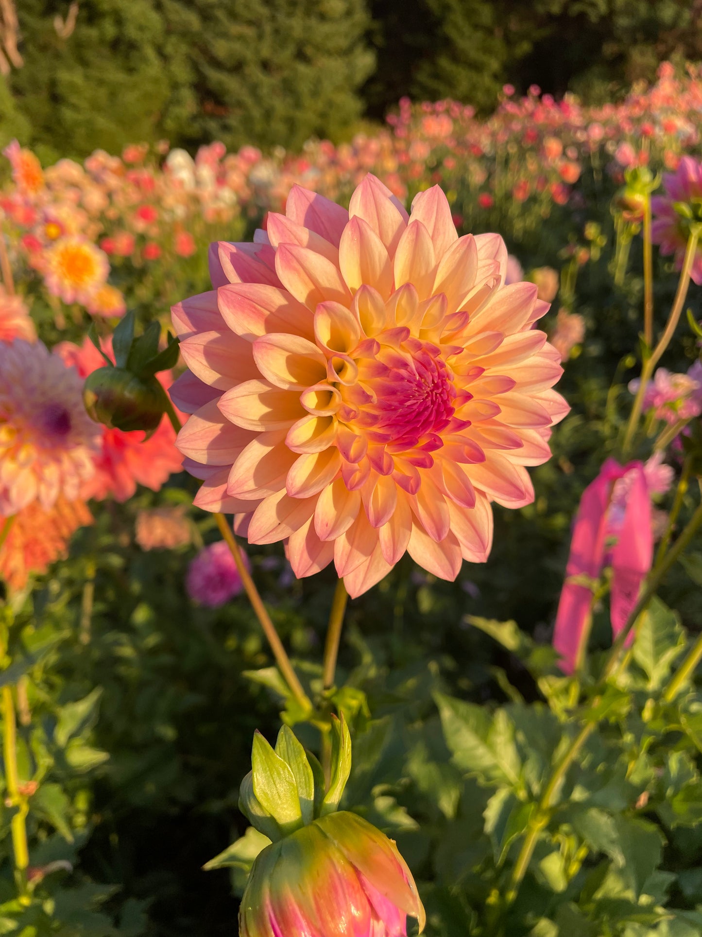 Castle Drive Dahlia Tuber
