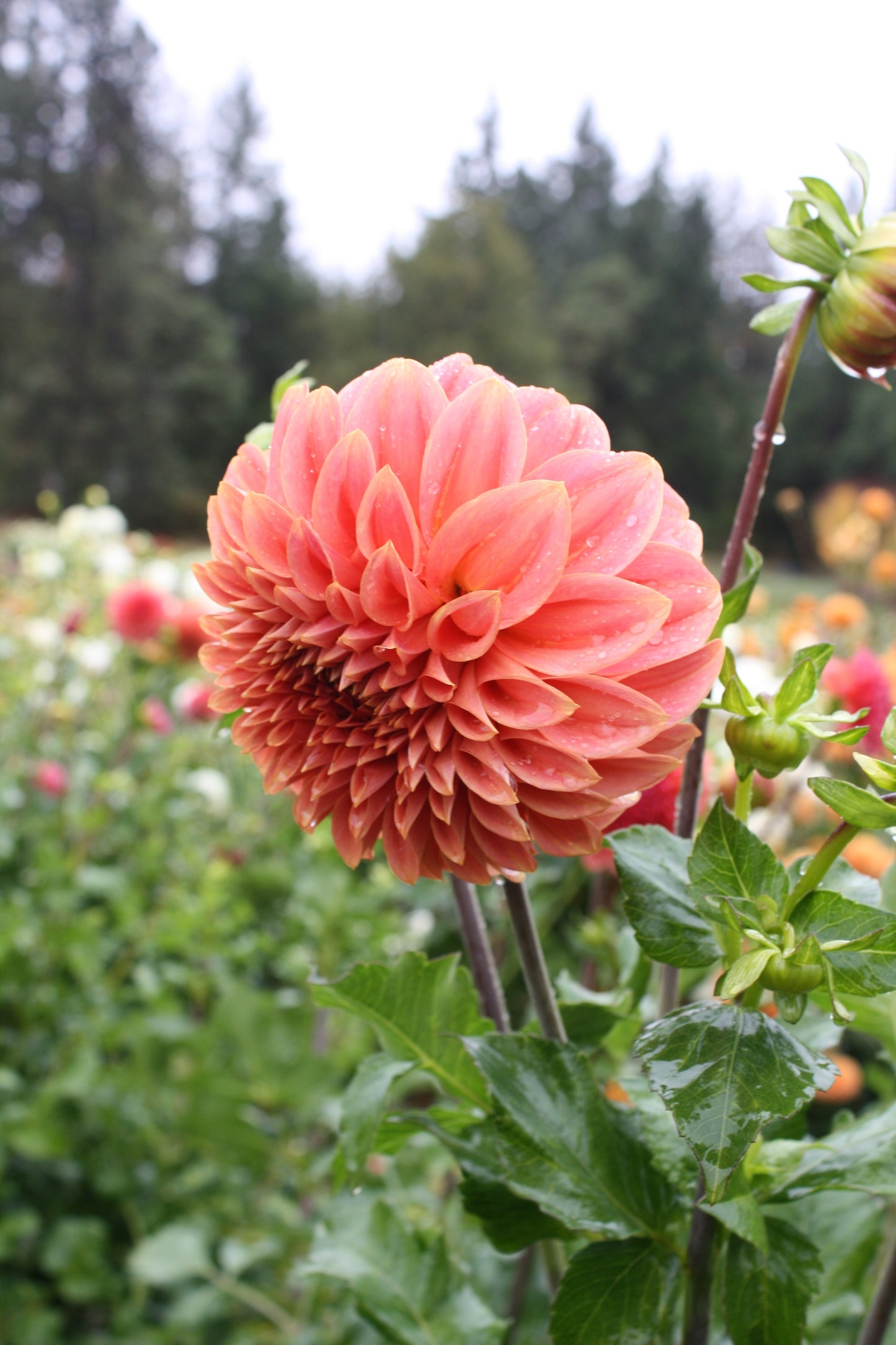 Sylvia Craig Hunter Dahlia Tuber