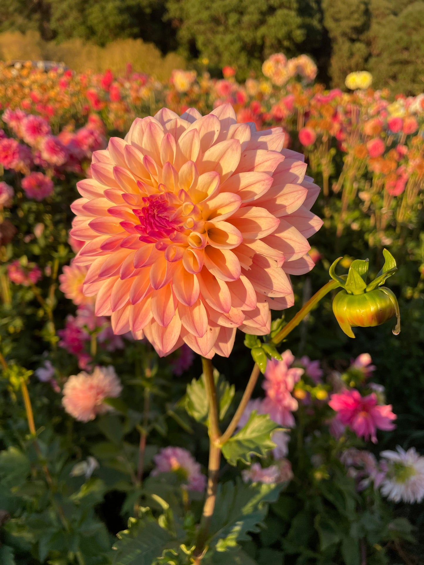 Castle Drive Dahlia Tuber