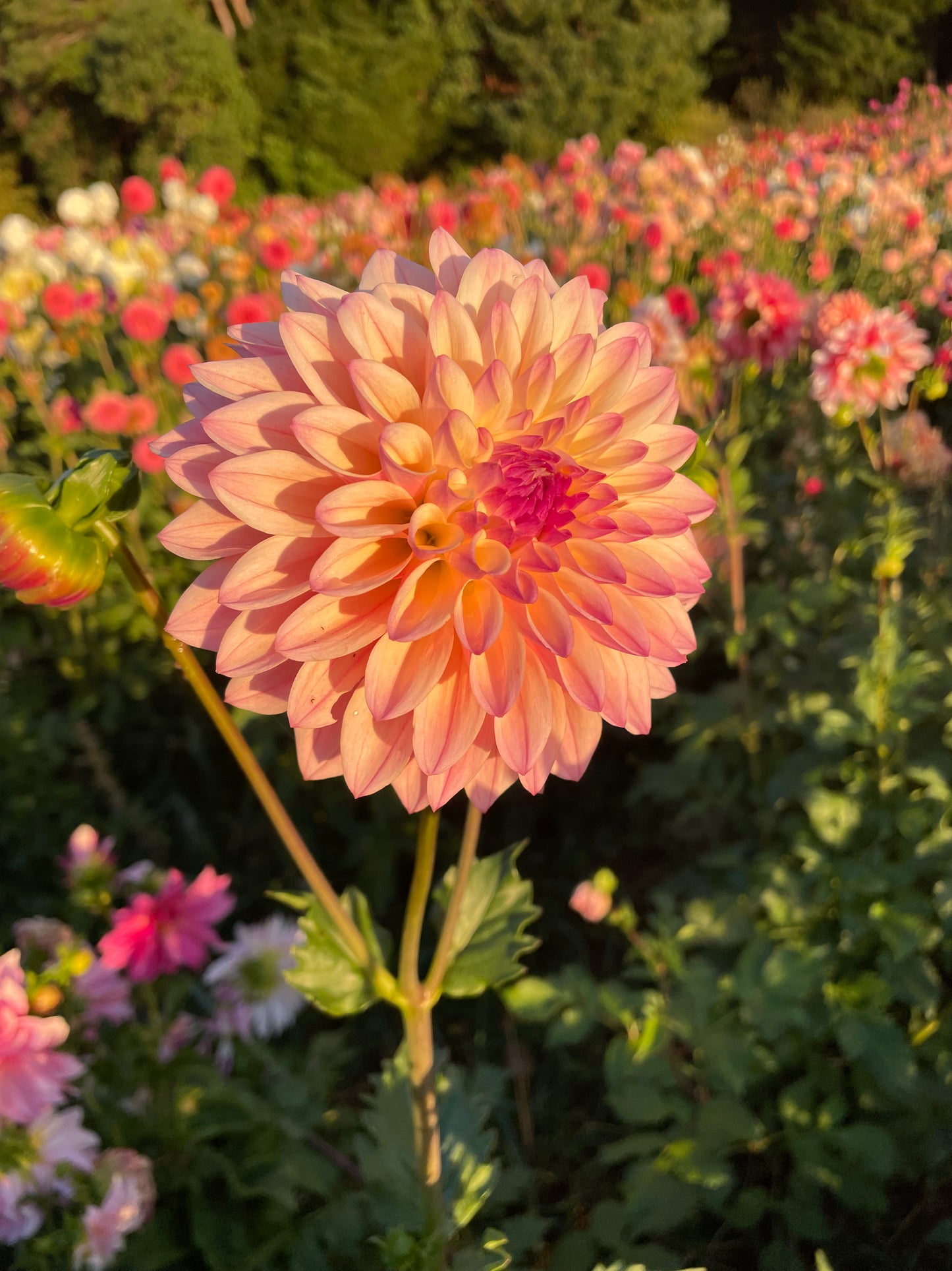 Castle Drive Dahlia Tuber