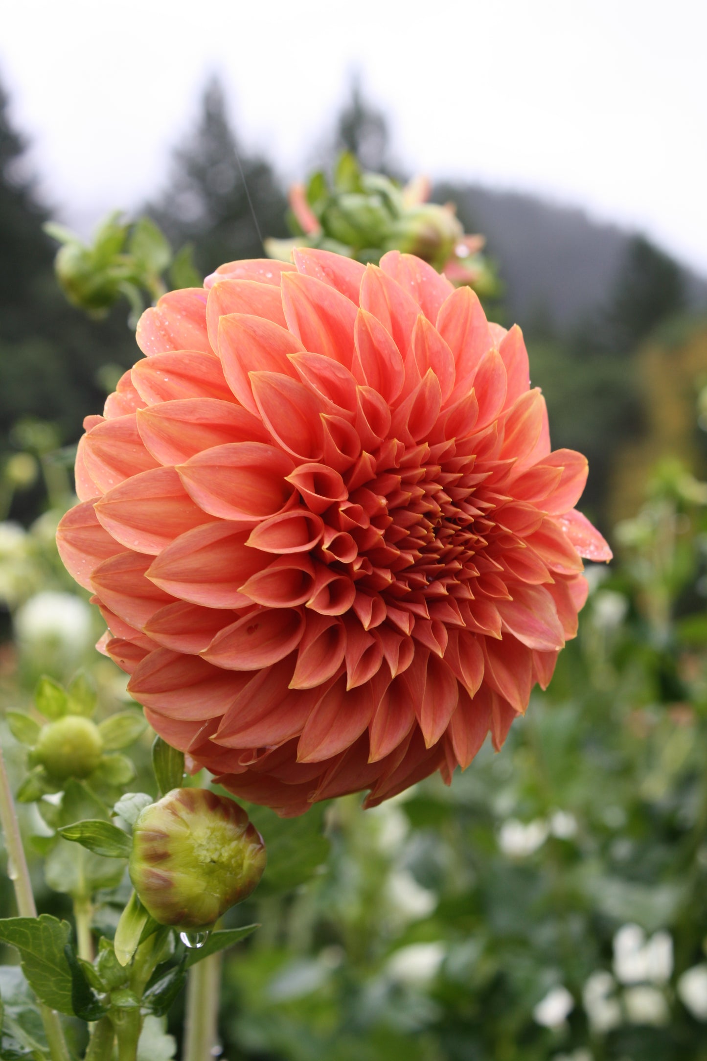 Sylvia Craig Hunter Dahlia Tuber