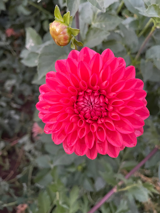 Tempest Dahlia Tuber
