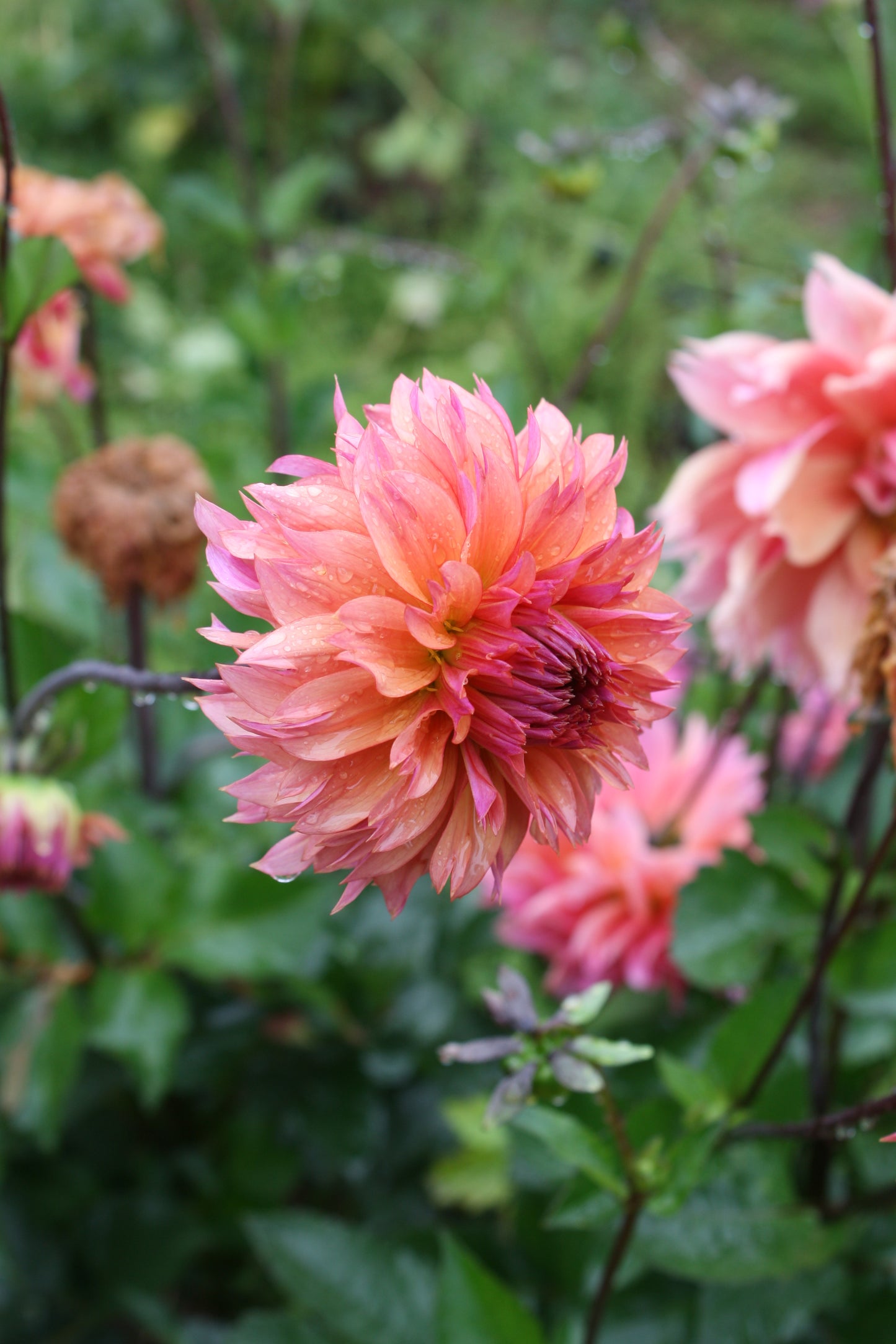 Sonic Bloom Dahlia Tuber