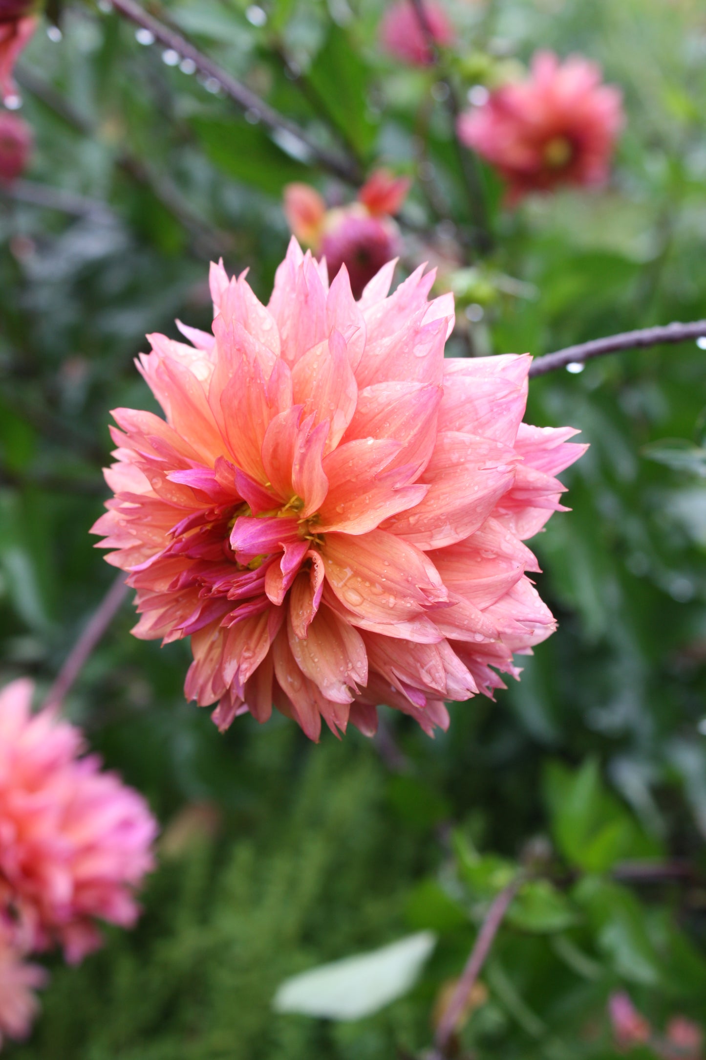 Sonic Bloom Dahlia Tuber