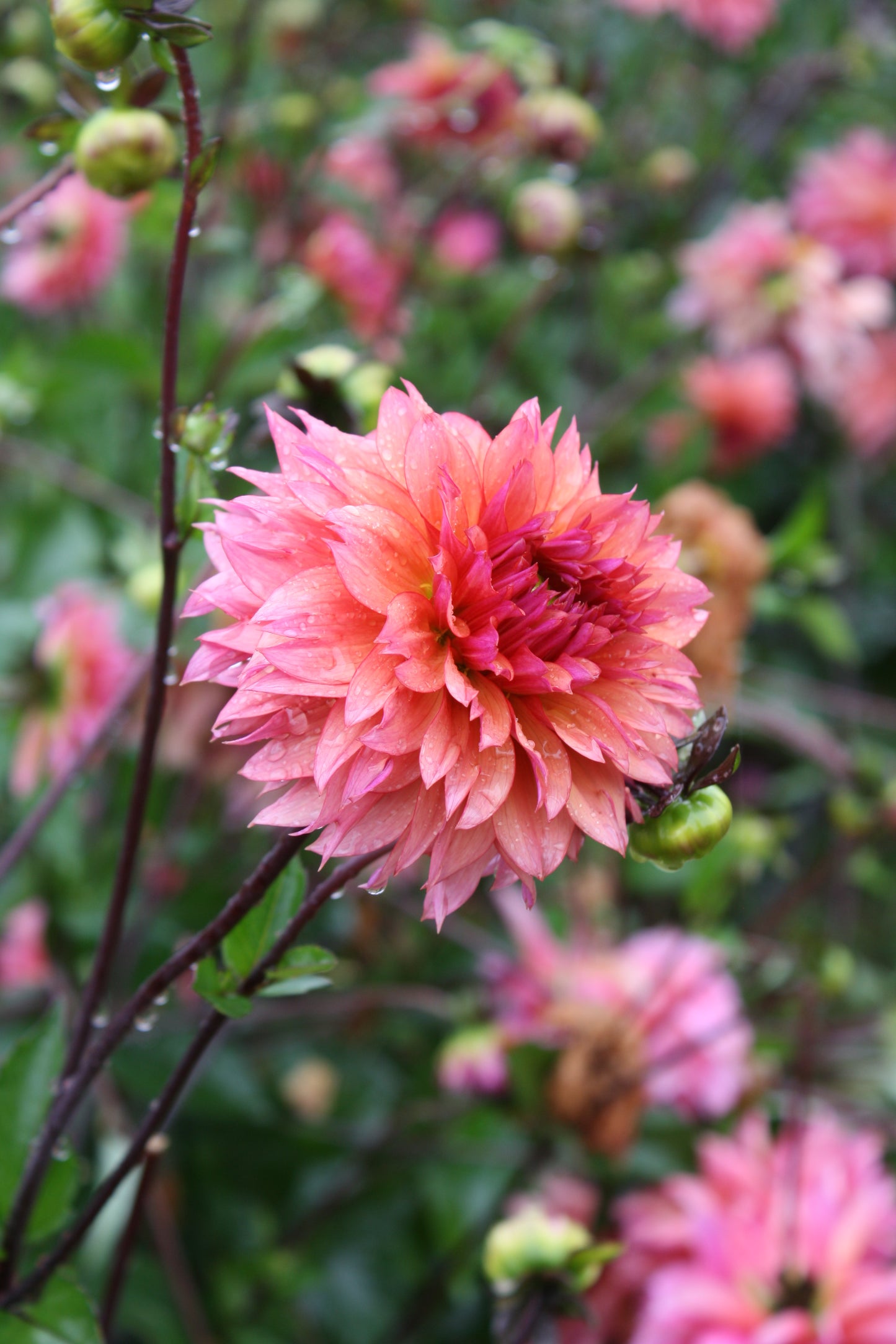Sonic Bloom Dahlia Tuber