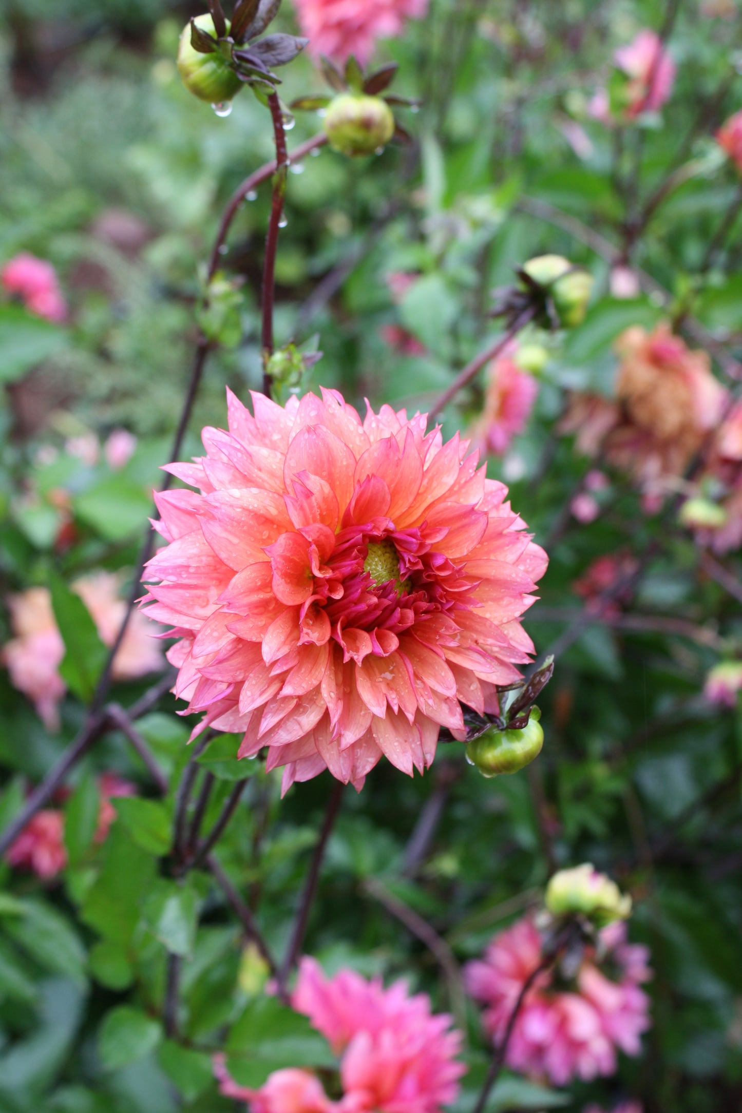 Sonic Bloom Dahlia Tuber