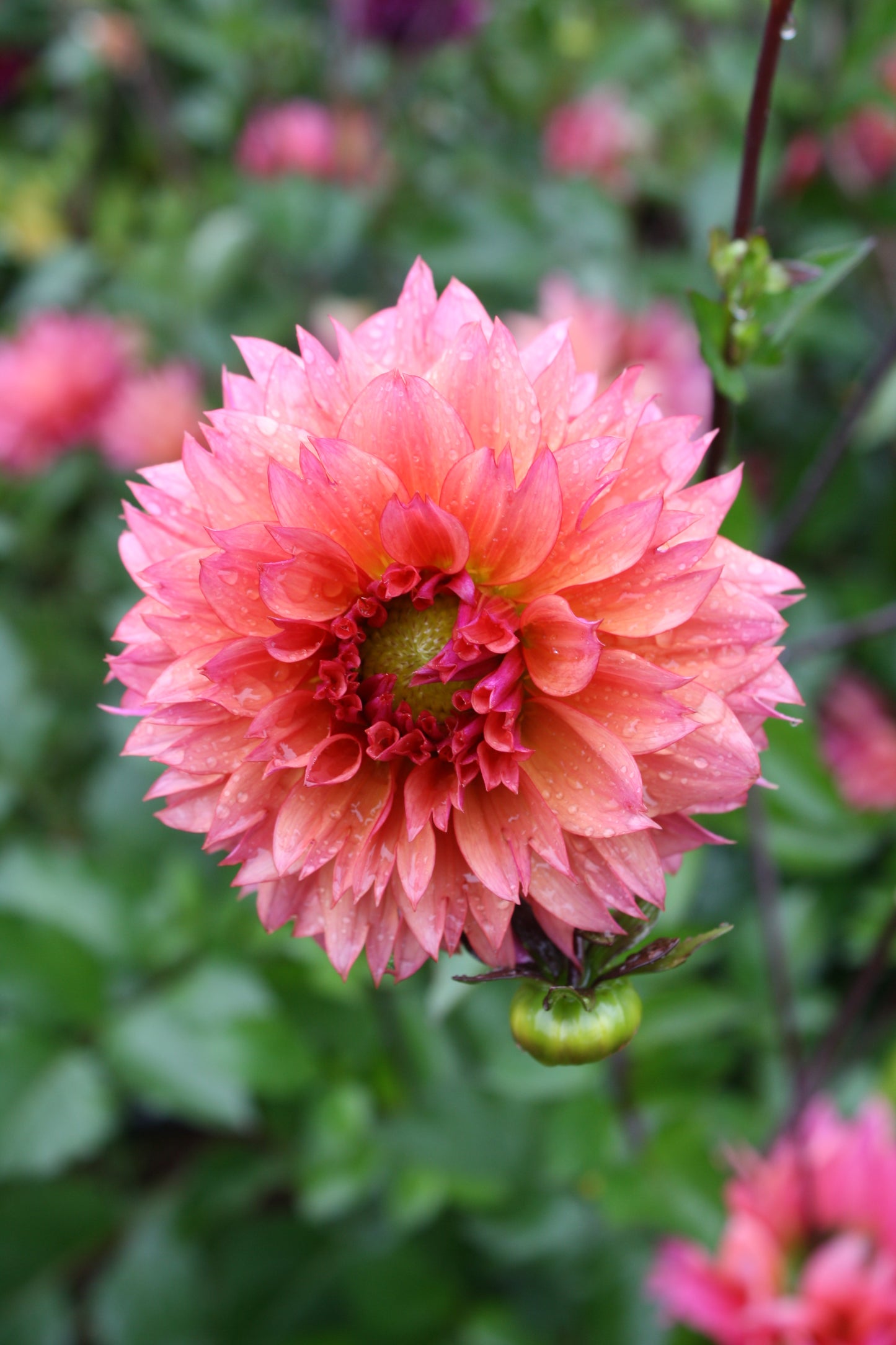 Sonic Bloom Dahlia Tuber