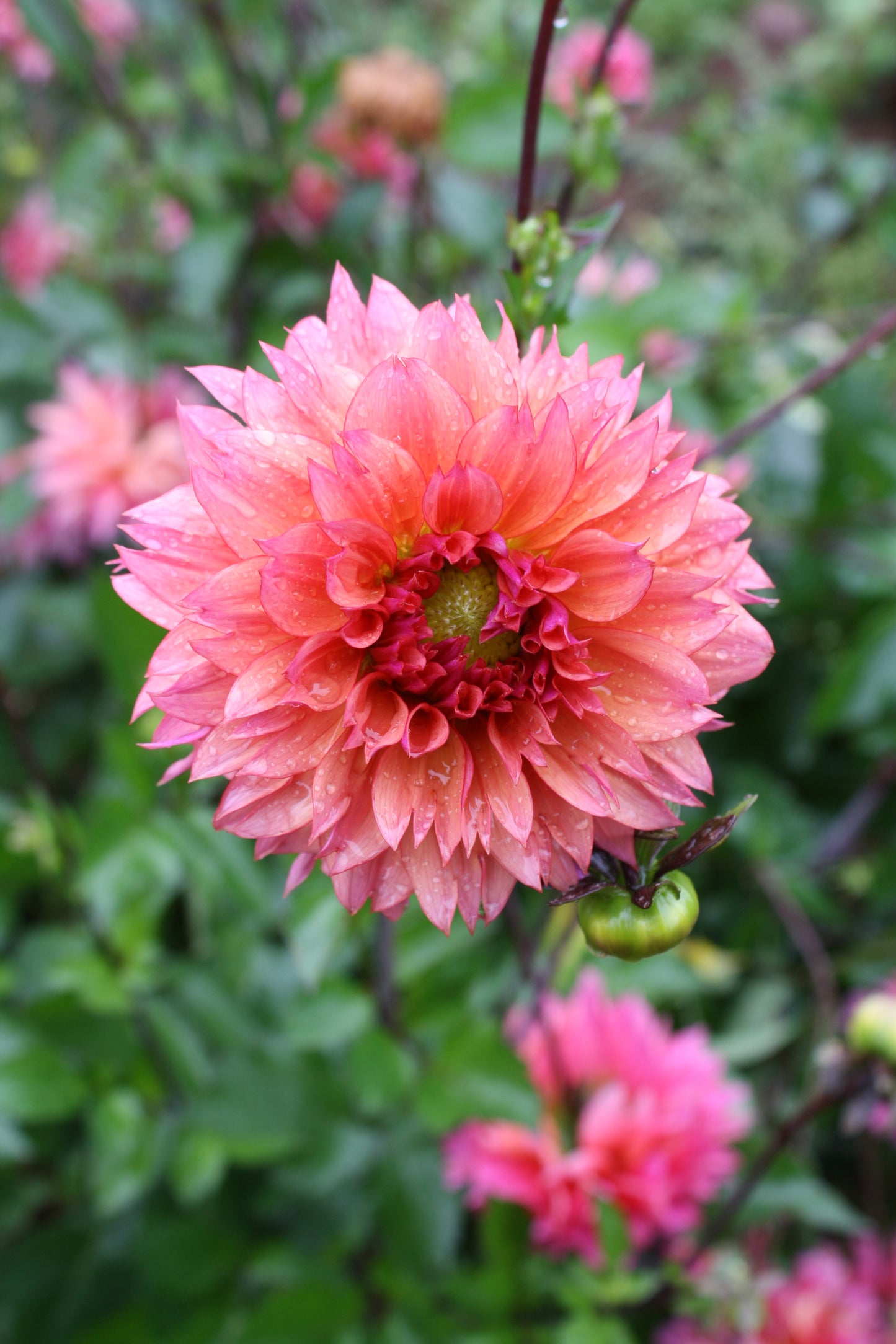 Sonic Bloom Dahlia Tuber