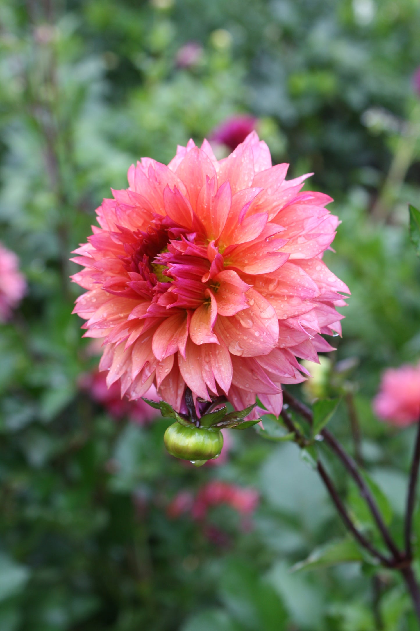 Sonic Bloom Dahlia Tuber