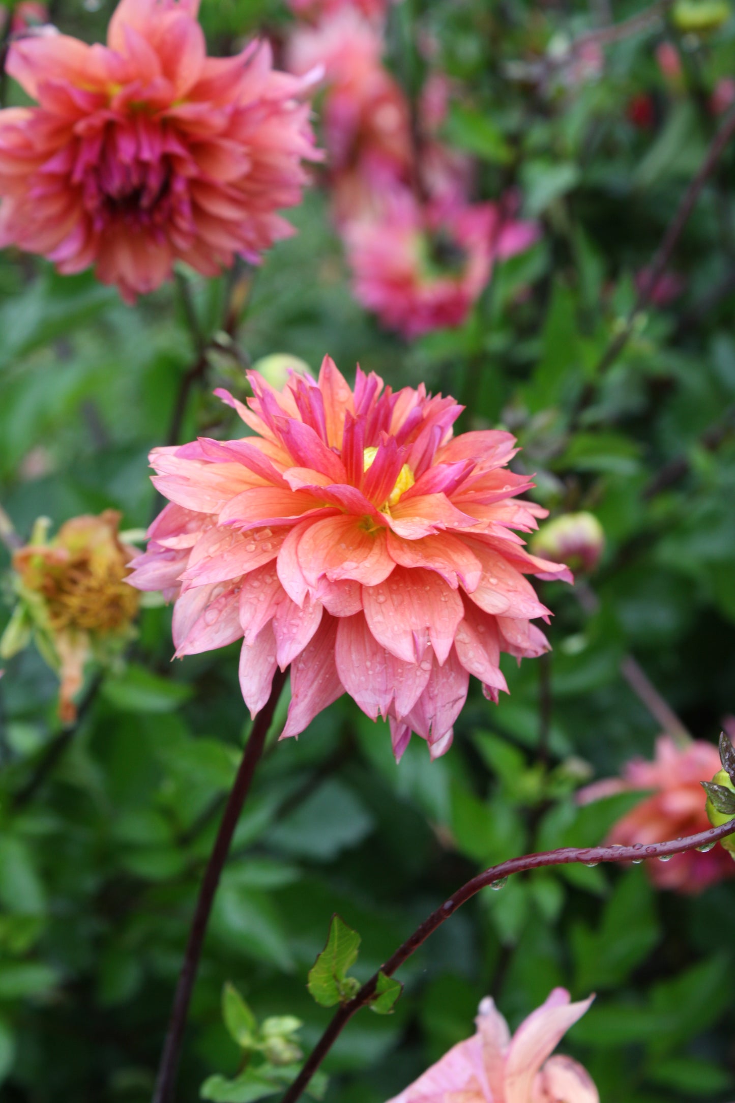 Sonic Bloom Dahlia Tuber