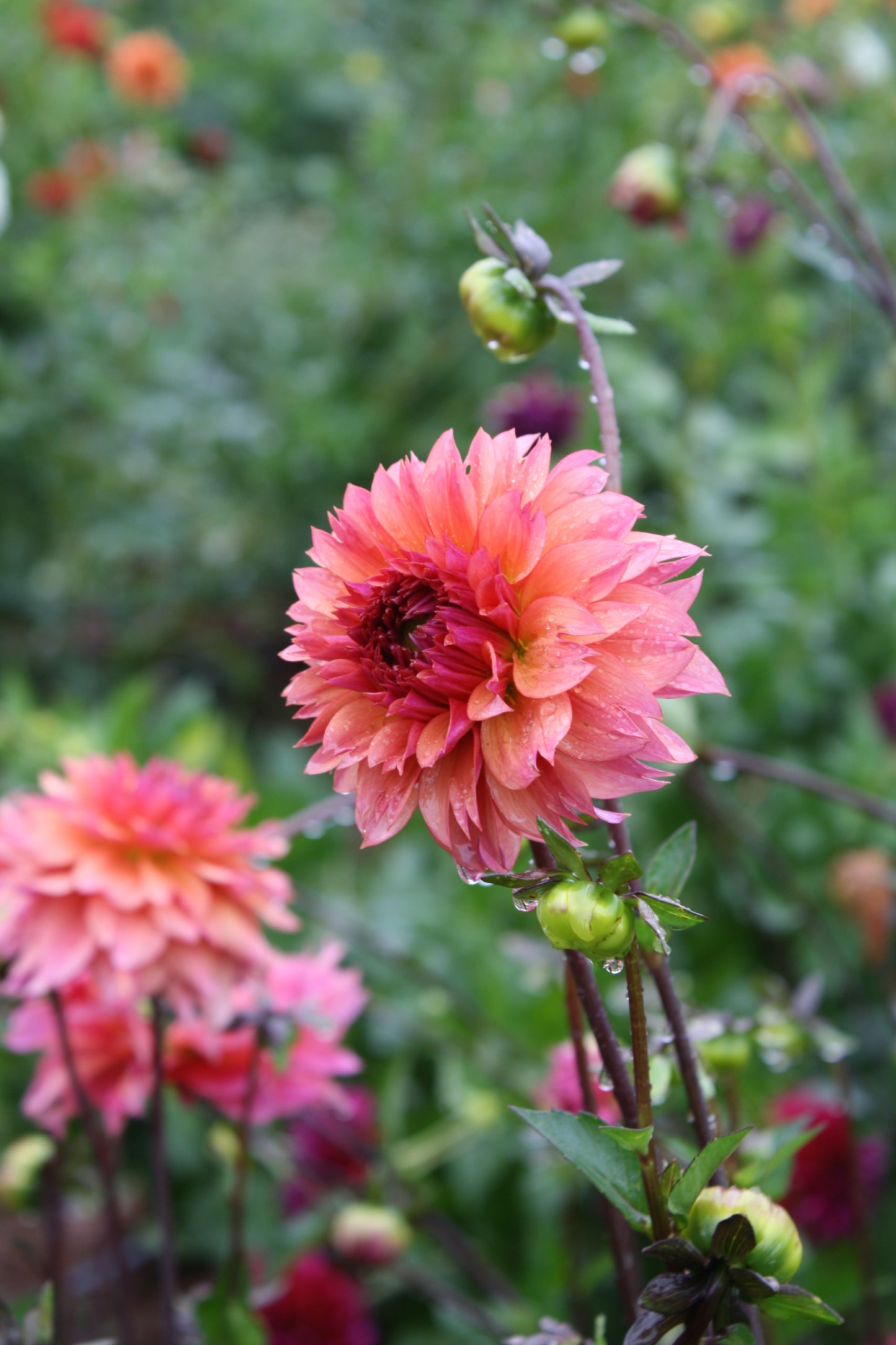 Sonic Bloom Dahlia Tuber