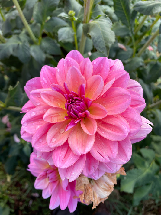 Southern Belle Dahlia Tuber