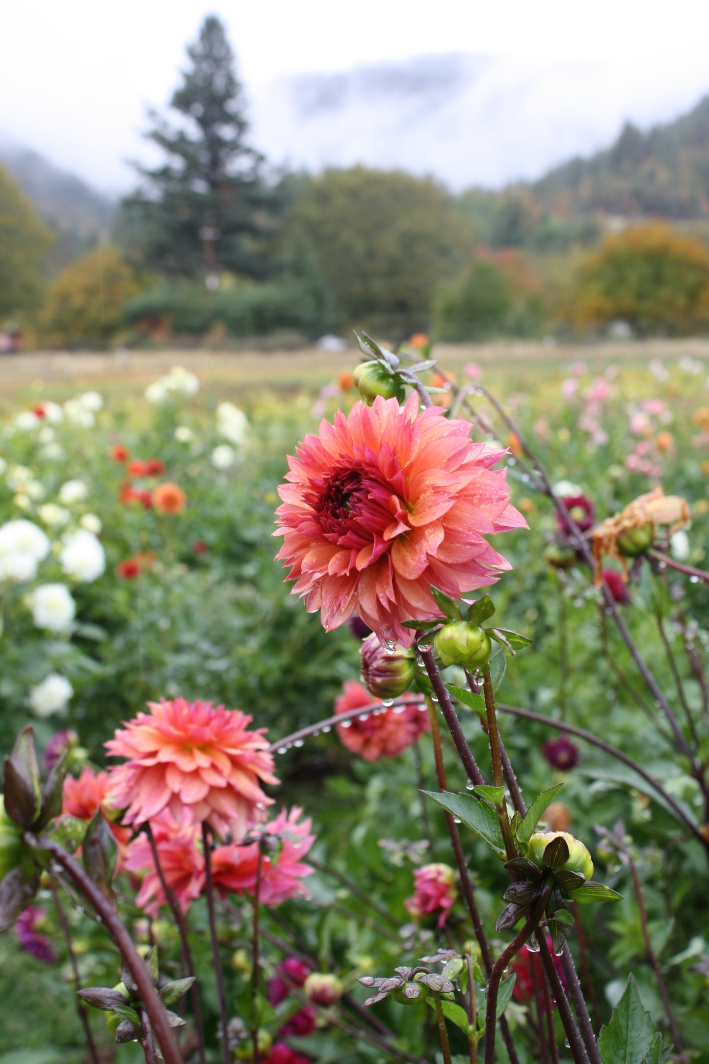 Sonic Bloom Dahlia Tuber
