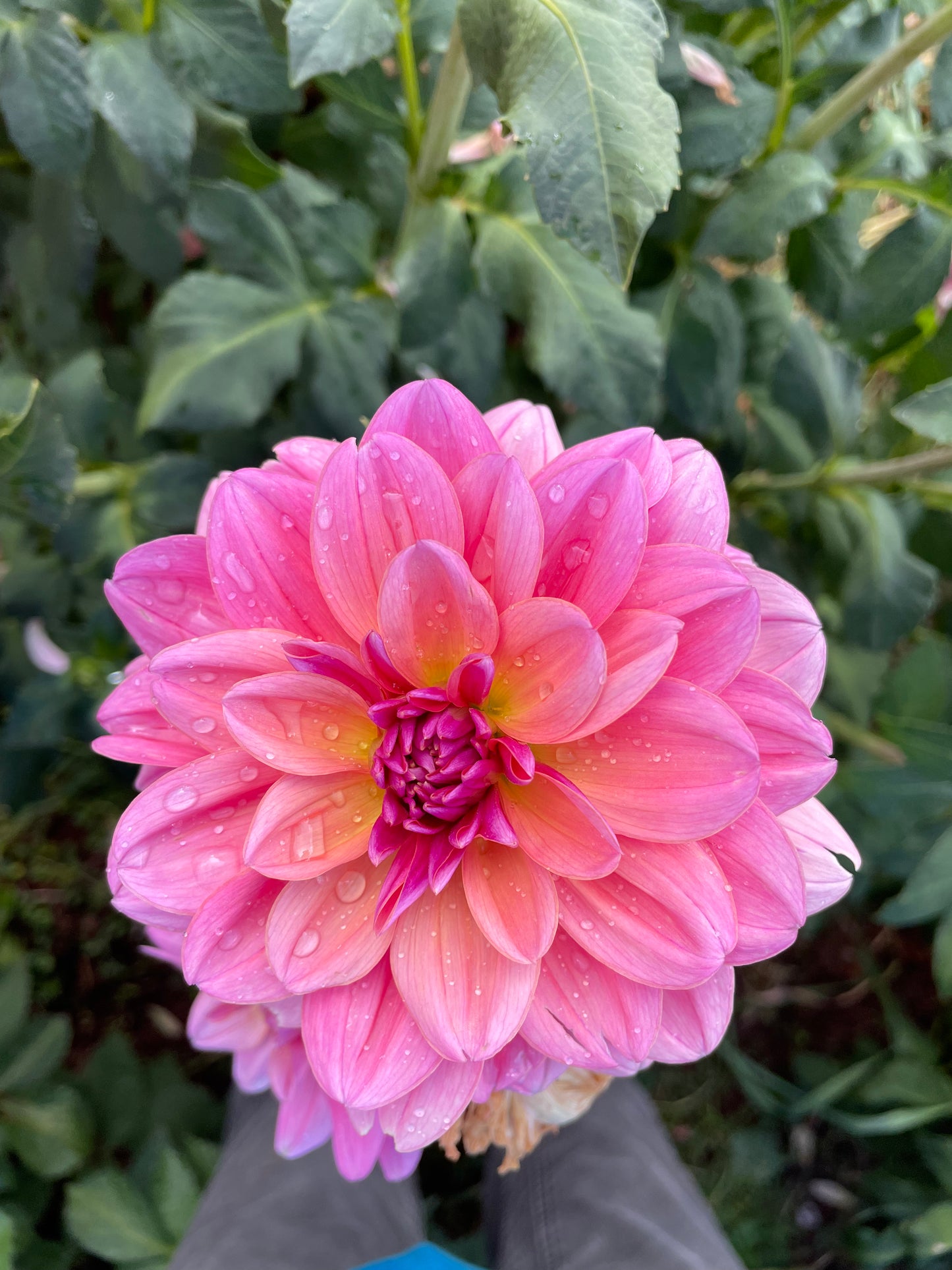 Southern Belle Dahlia Tuber
