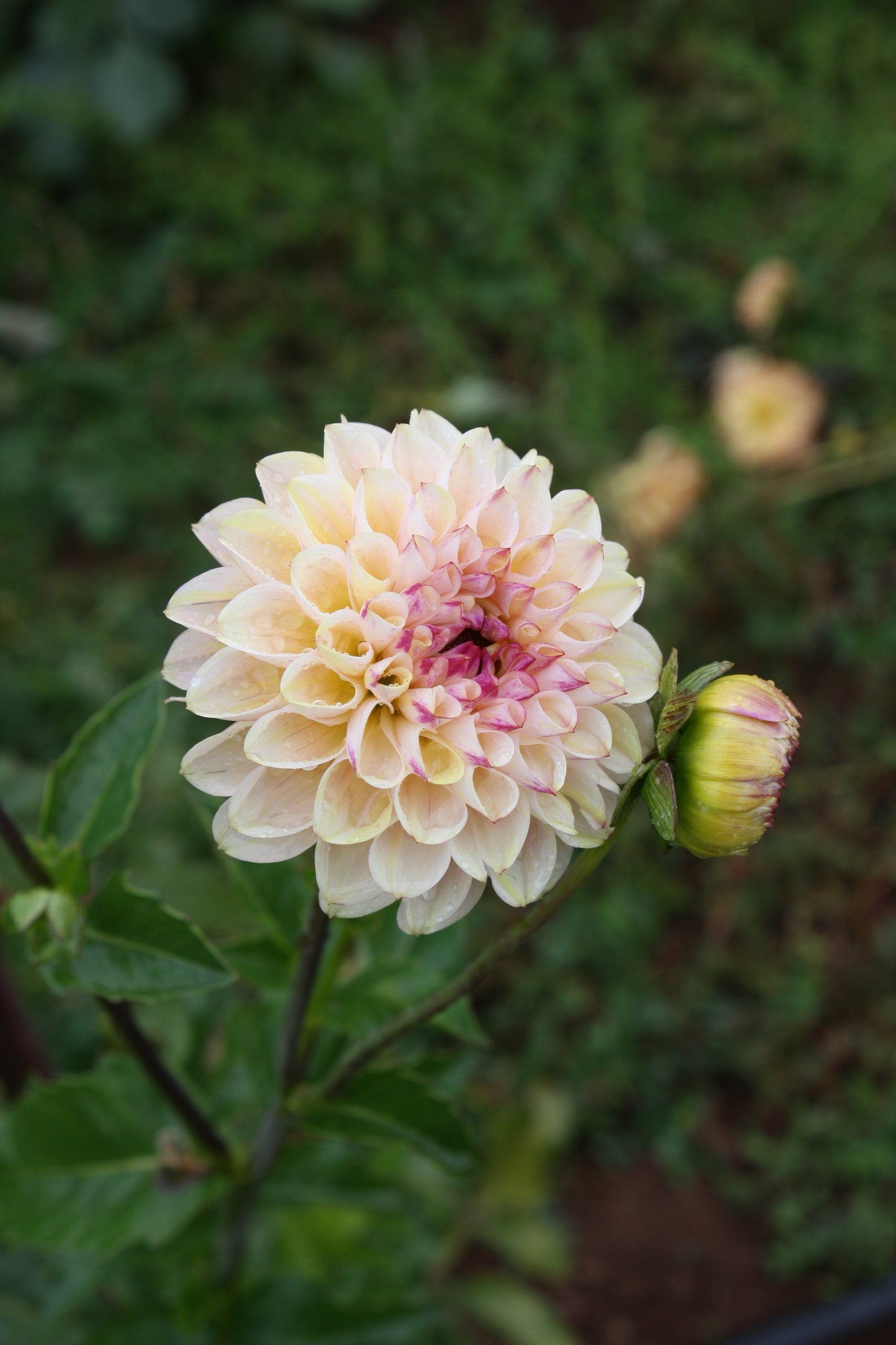 Wine Eyed Jill Dahlia Tuber