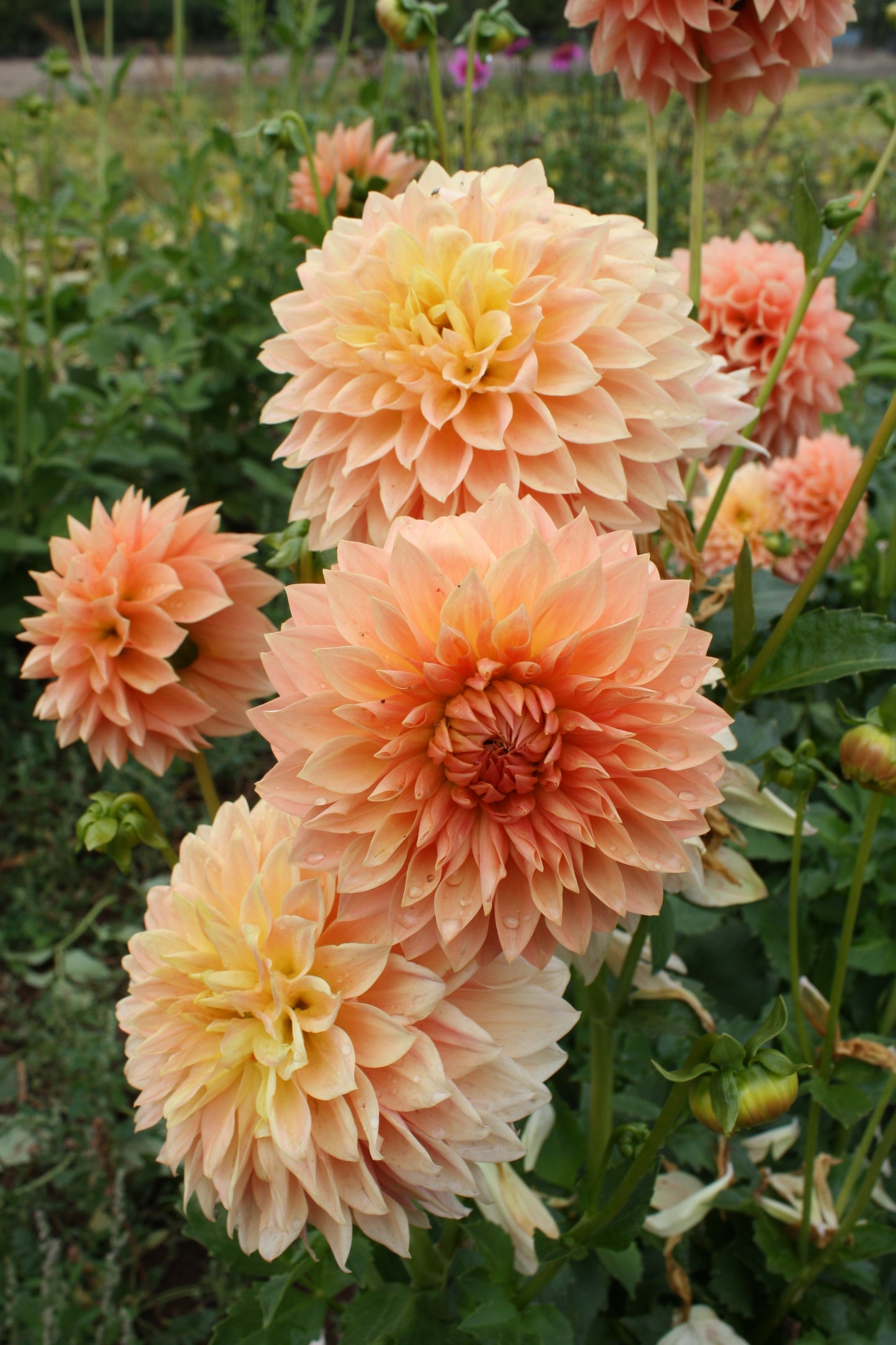 Hamilton Lillian Dahlia Tuber