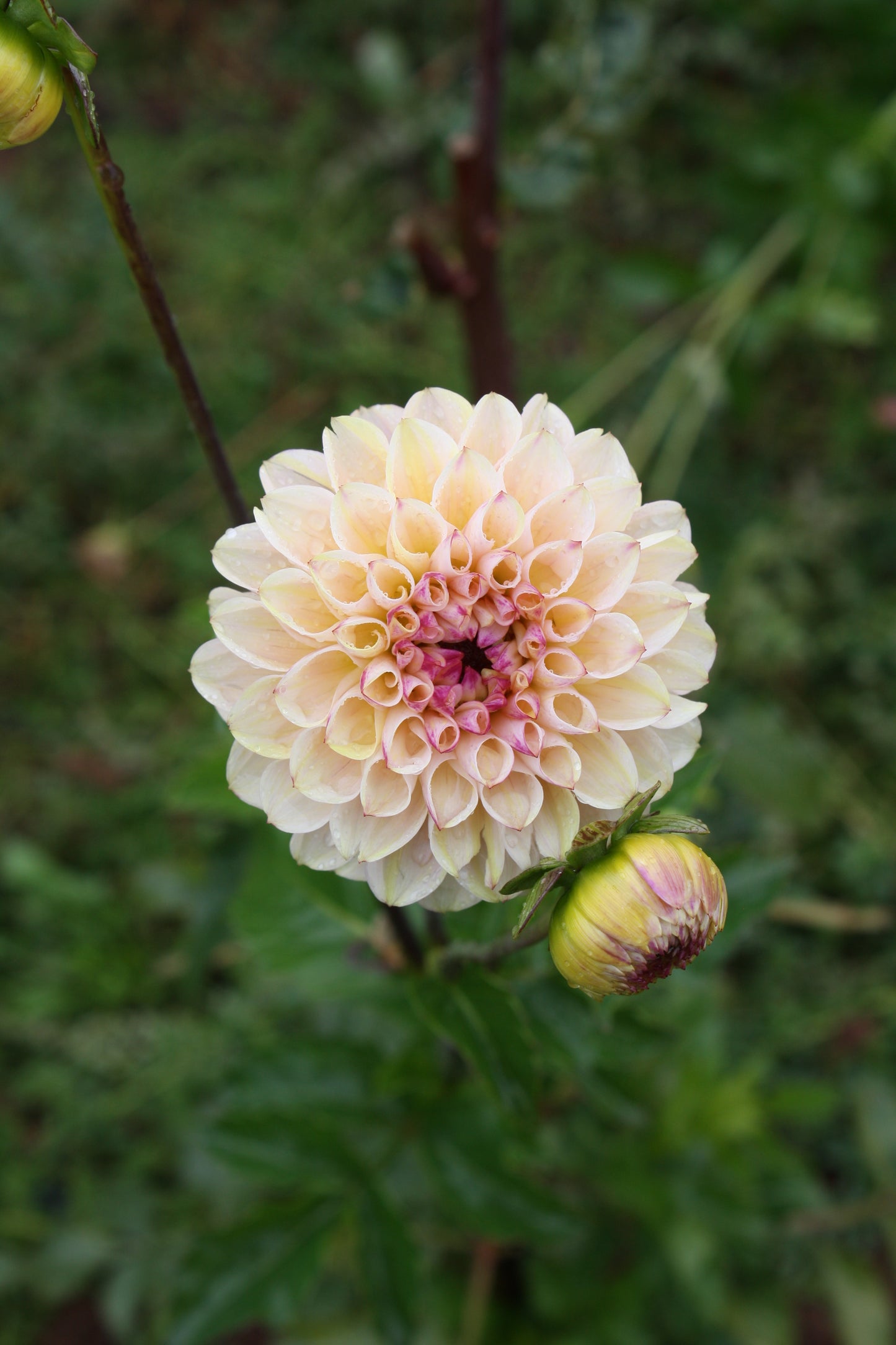 Wine Eyed Jill Dahlia Tuber
