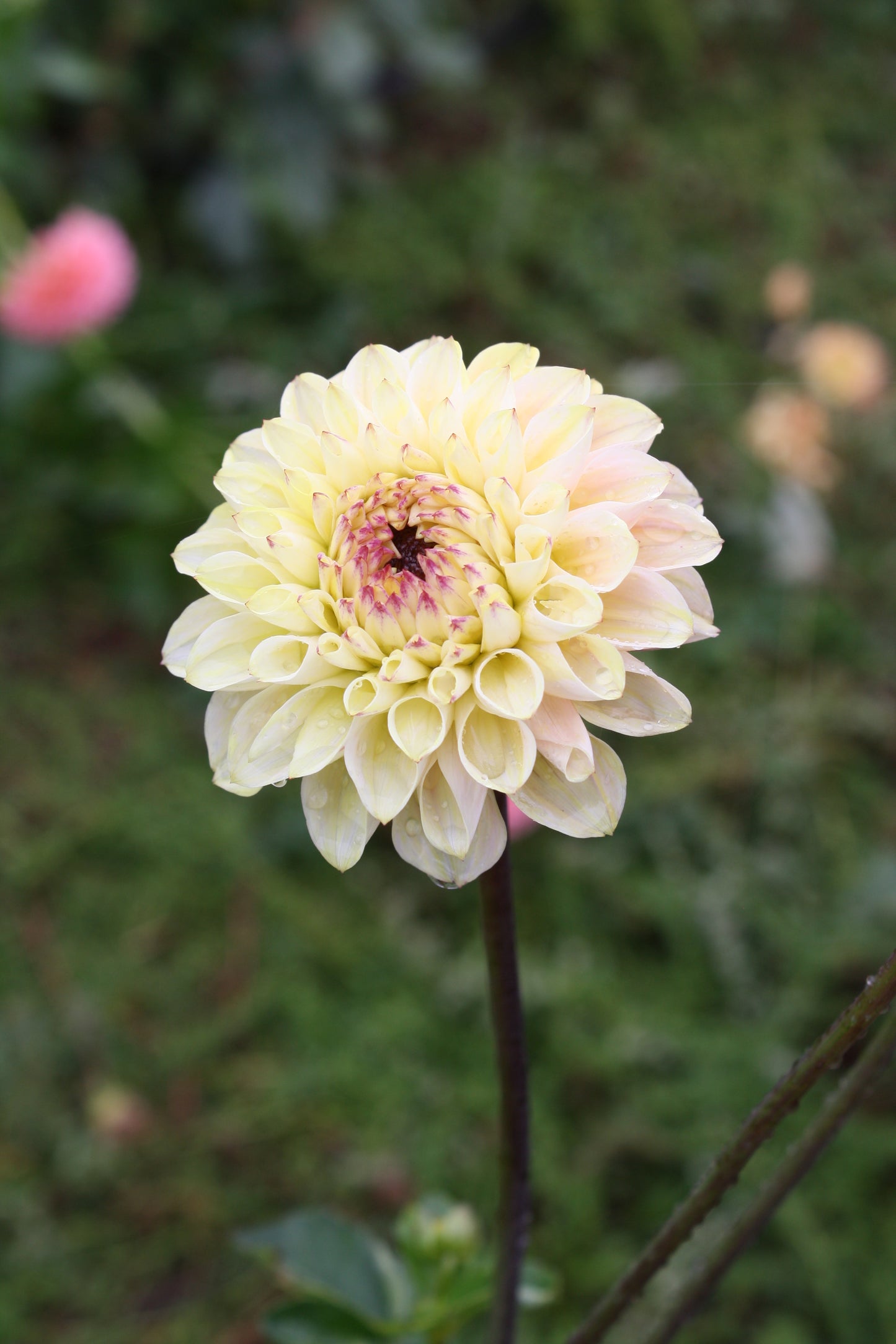 Wine Eyed Jill Dahlia Tuber
