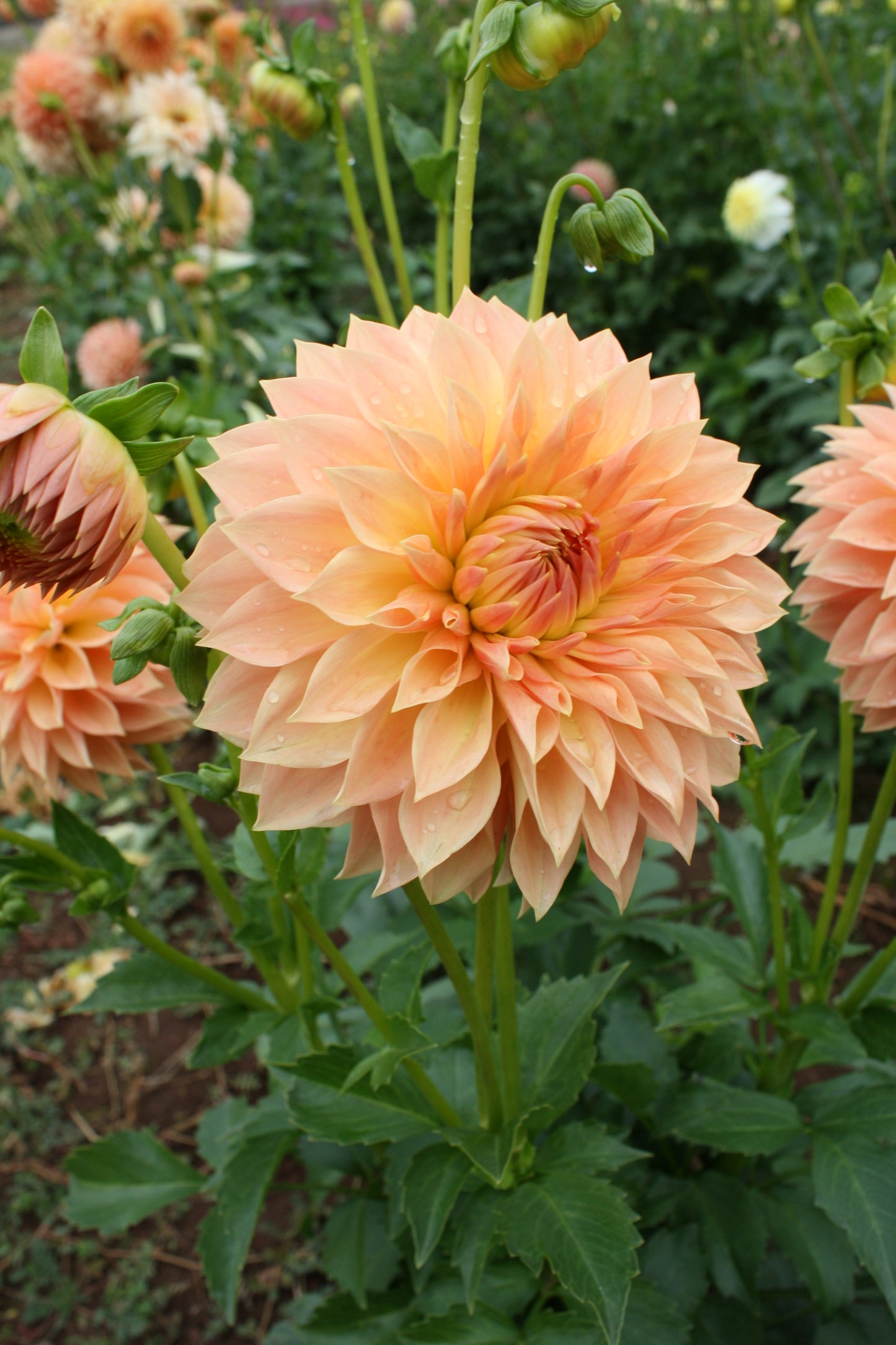 Hamilton Lillian Dahlia Tuber