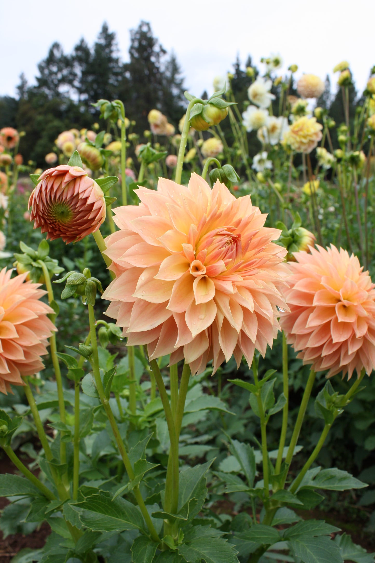 Hamilton Lillian Dahlia Tuber
