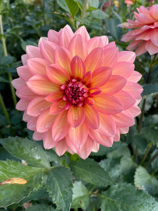Nicholas Dahlia Tuber