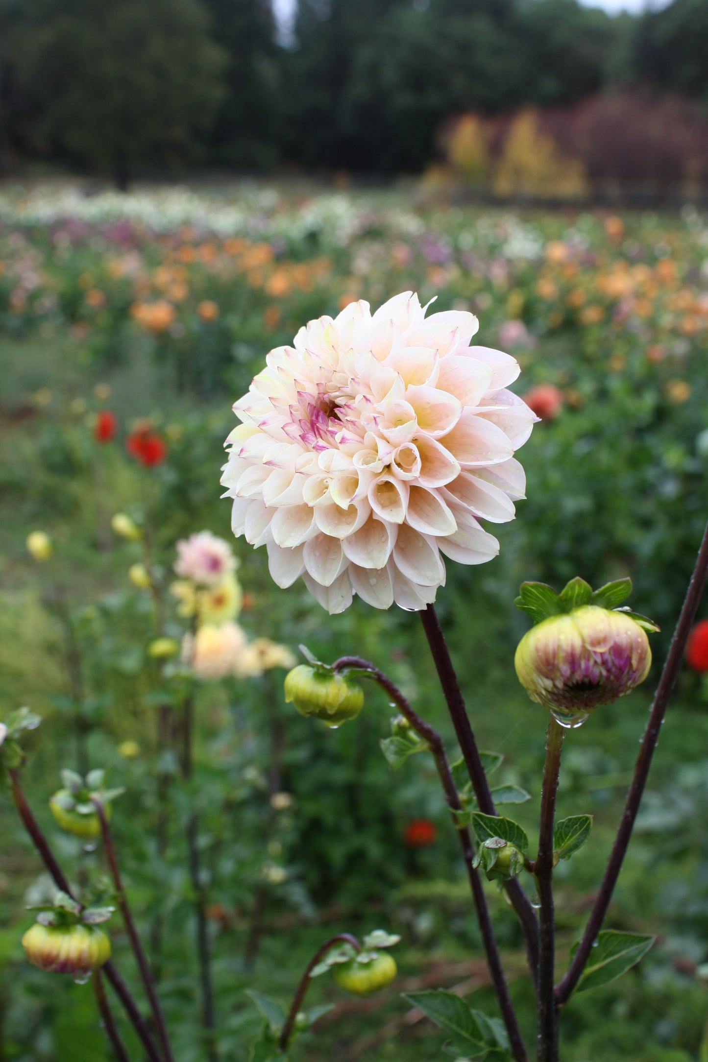 Wine Eyed Jill Dahlia Tuber