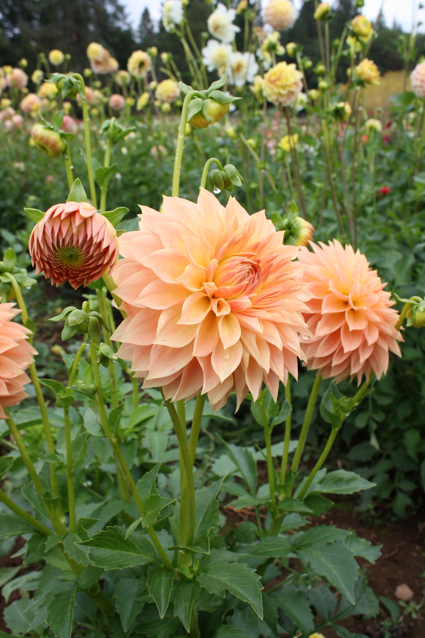 Hamilton Lillian Dahlia Tuber