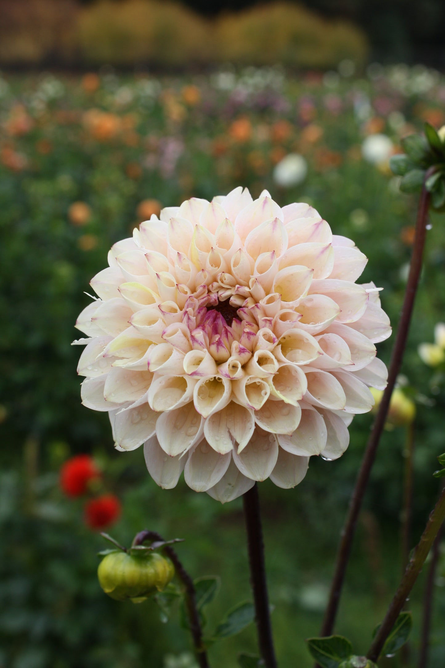 Wine Eyed Jill Dahlia Tuber